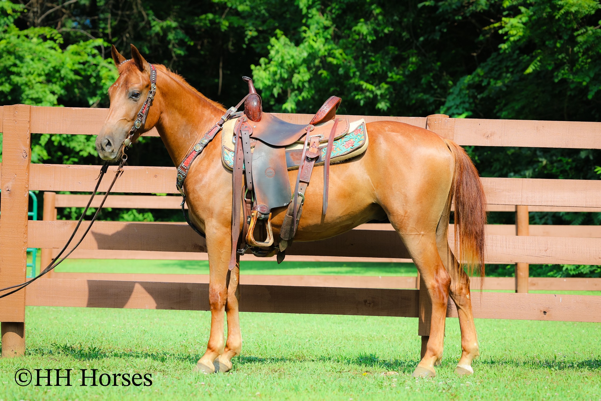 HH Horses