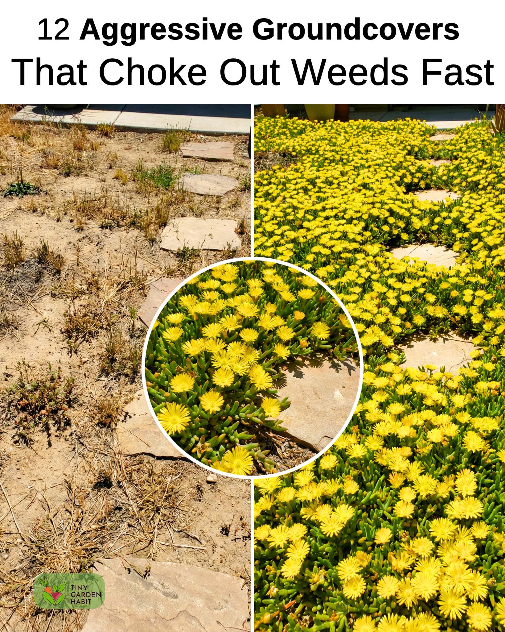 DIY - Once established, these plants spread fast and reduce the need