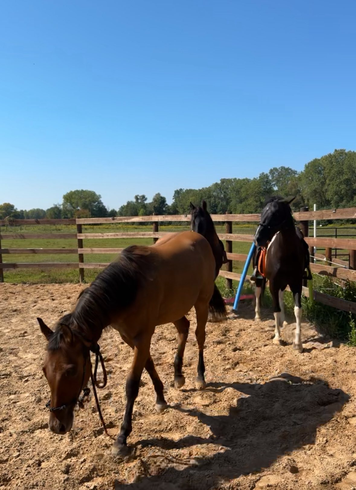 Bleu Steele Ranch | Green Bay WI