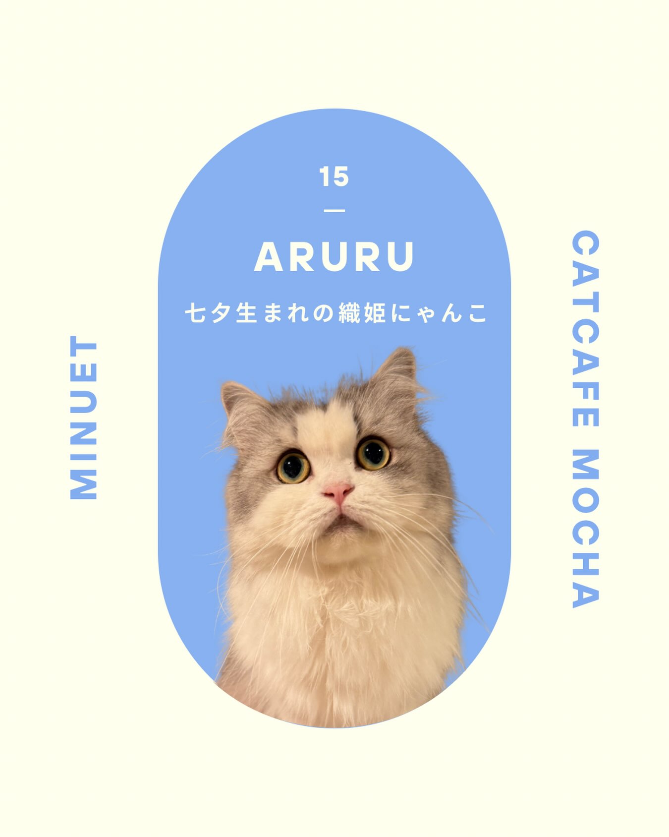 猫カフェモカ 神戸三宮店（CatCafe Mocha KobeSannomiya） | Kobe-shi