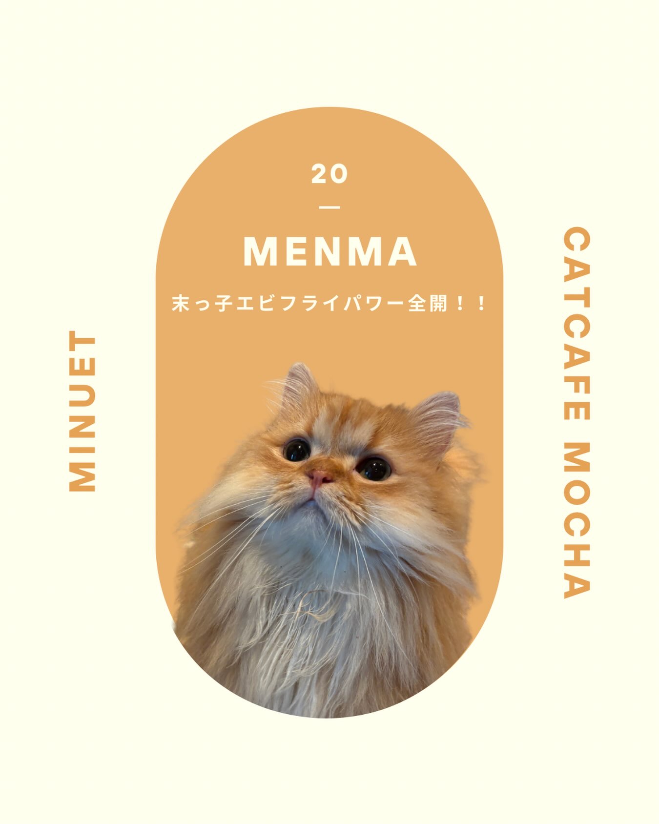 猫カフェモカ 神戸三宮店（CatCafe Mocha KobeSannomiya） | Kobe-shi