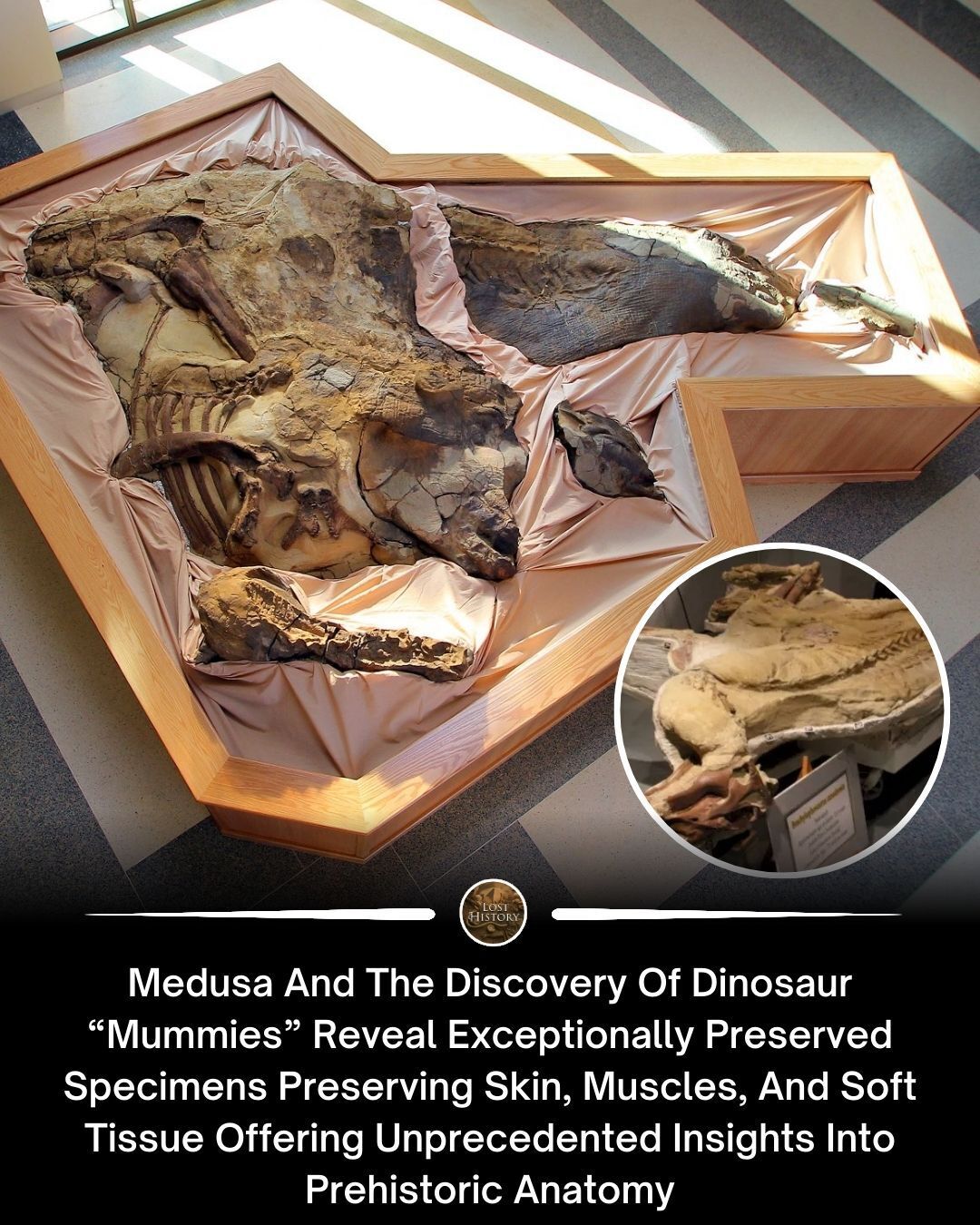 Lost - Discovery of dinosaur “mummies” nicknamed Medusa provides a rare ...