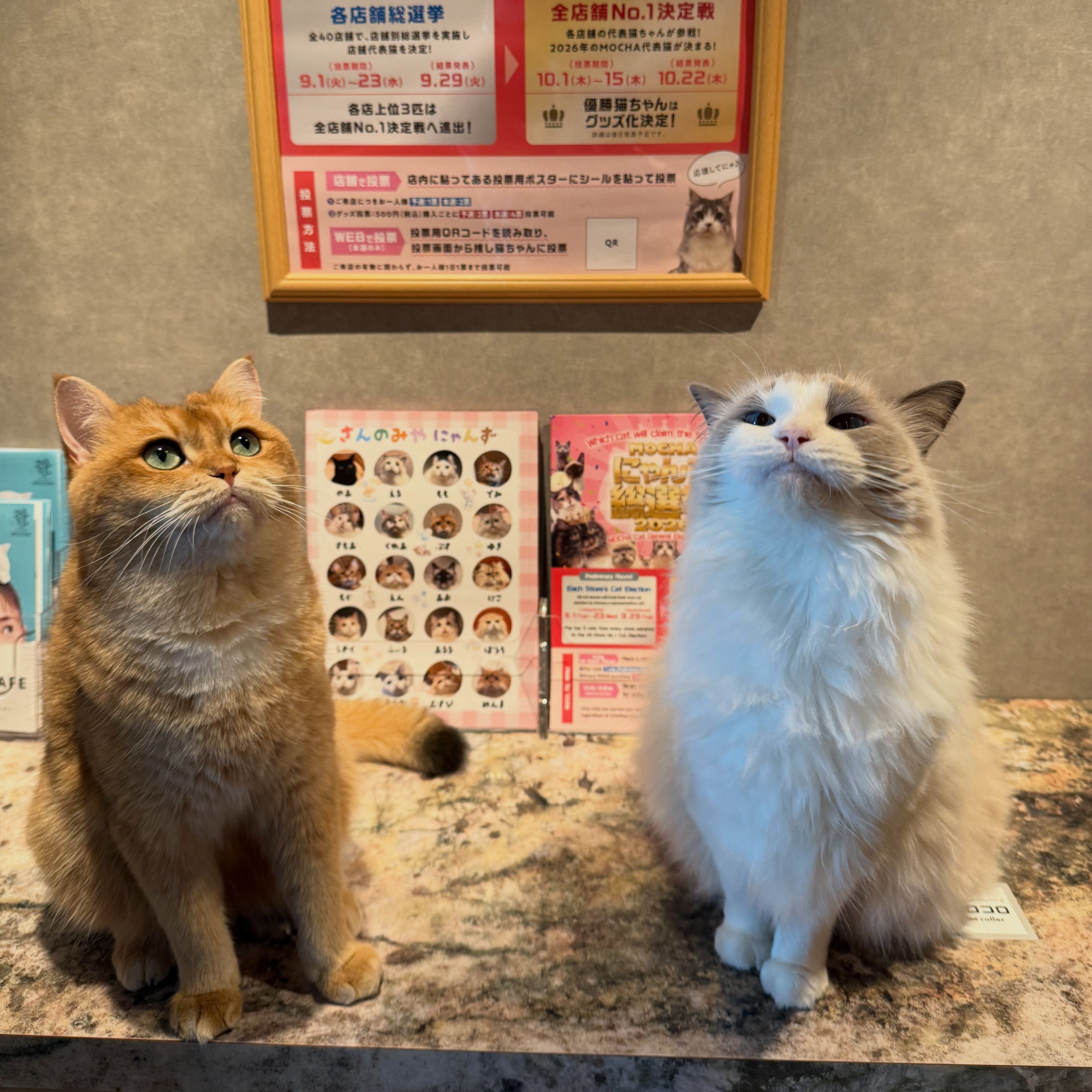 以外なコンビでご紹介いたします🤭 選挙のチラシが入口横に設置して