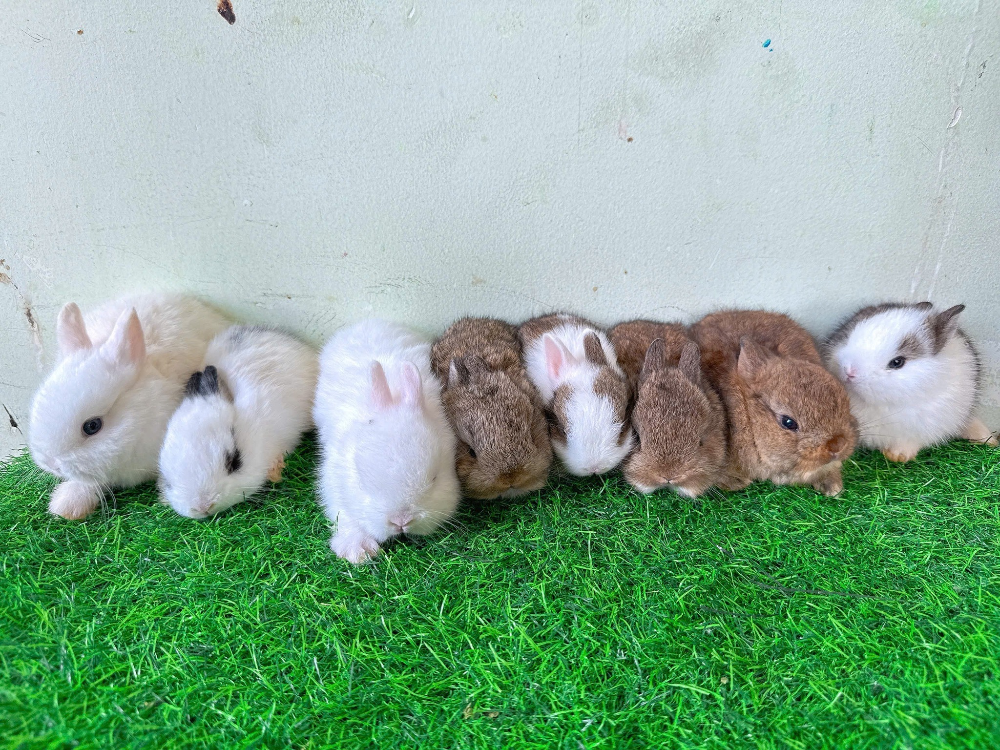 Thỏ Cảnh( Rabbit Cute) - Nhóm những người yêu Thỏ | Sư tử Teddy bear Hà ...