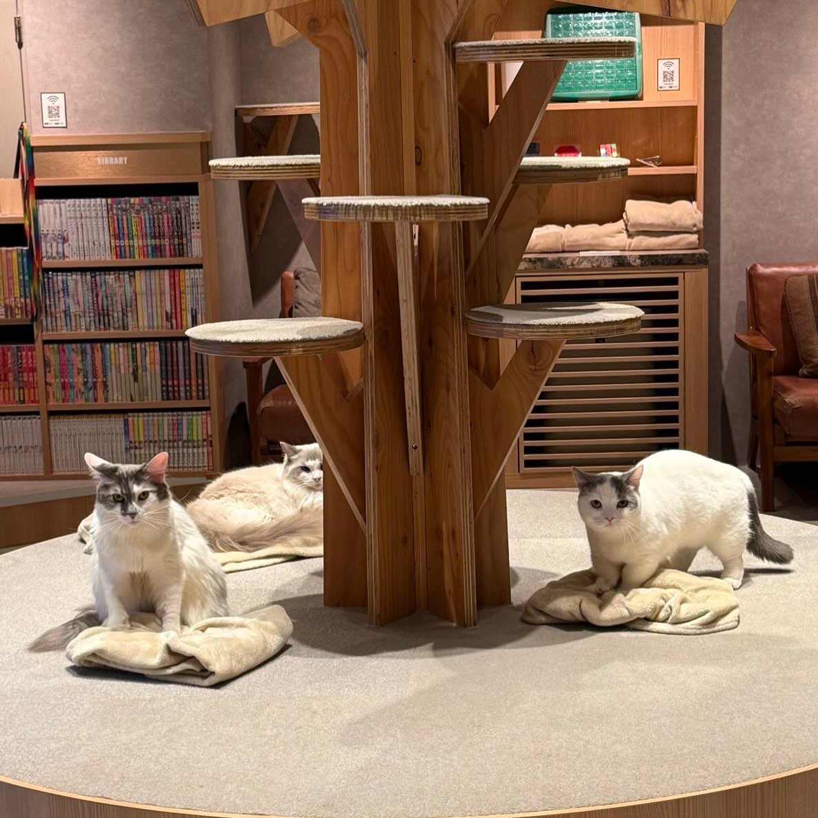 本日からにゃんフェス開催🐱‼️ ⁡ かわいいリボンをつけたにゃんずと
