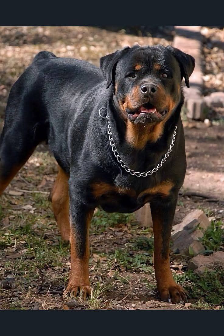 Rottweiler Puppy | New York NY