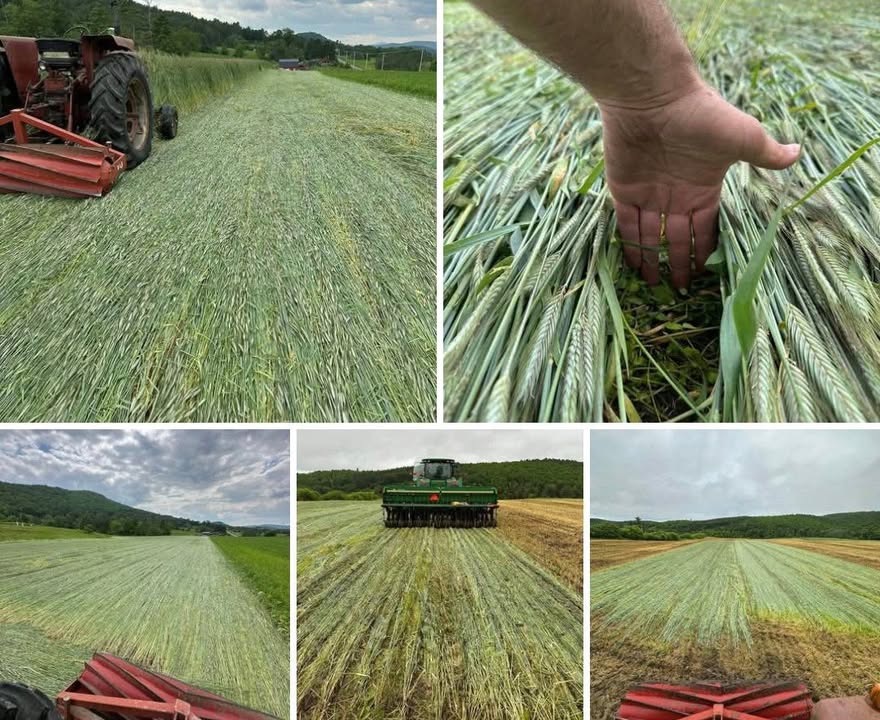 J59 - My first trial with roller crimping winter rye. Small plot for no ...