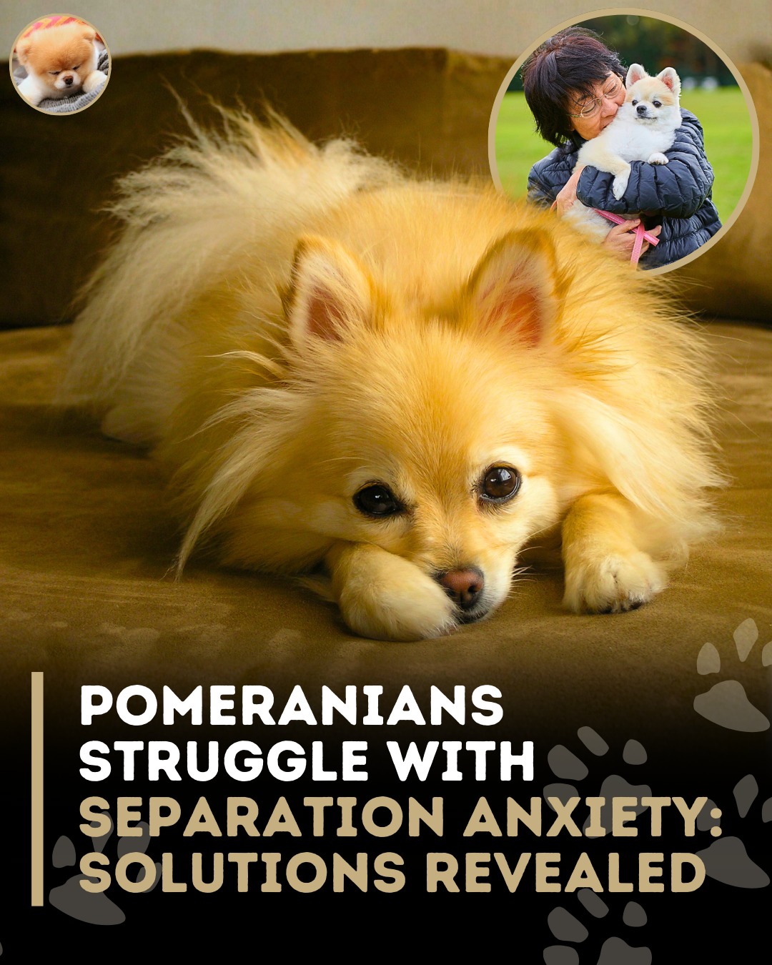 Curated visual reference: Pomeranian Is Your Pomeranian Struggling With Separation Anxiety Don Photo Inspiration