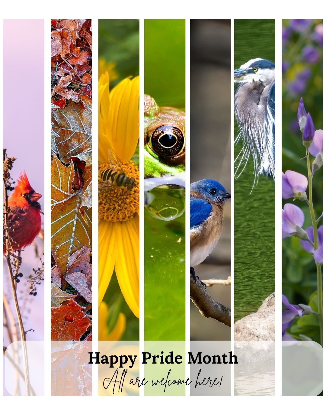 The Howard - Happy Pride Month! All types of insects, mammals, birds ...