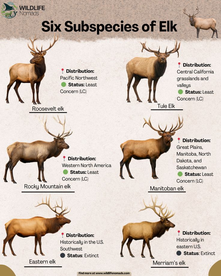 Utah Elk Hunting