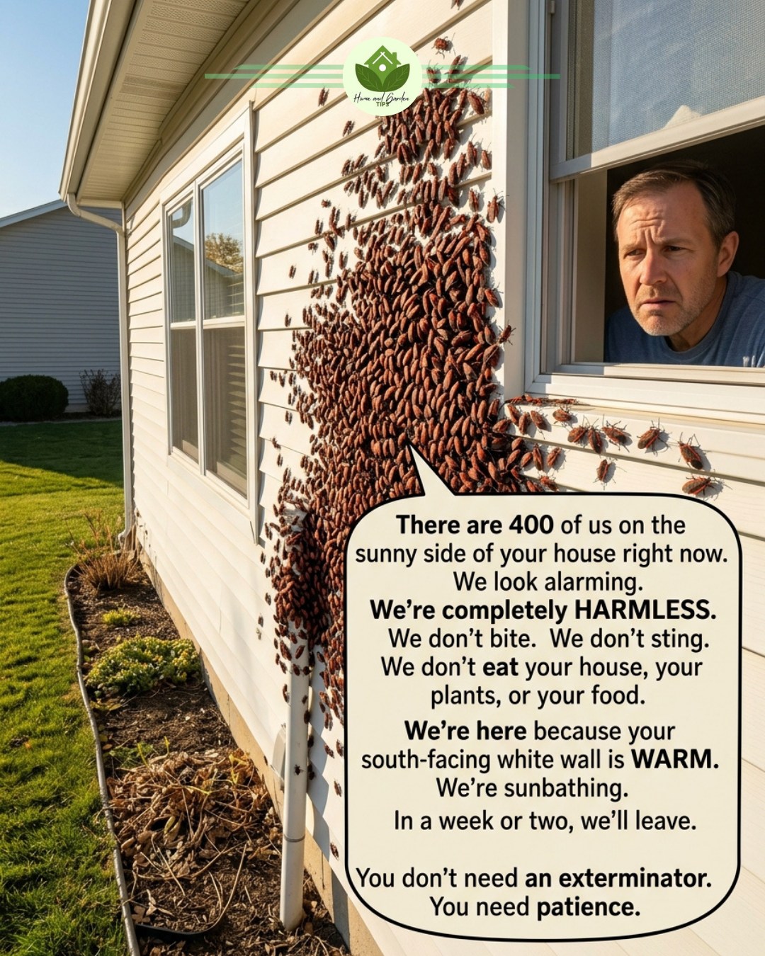 What are swarming insects outside houses in Box Hill?