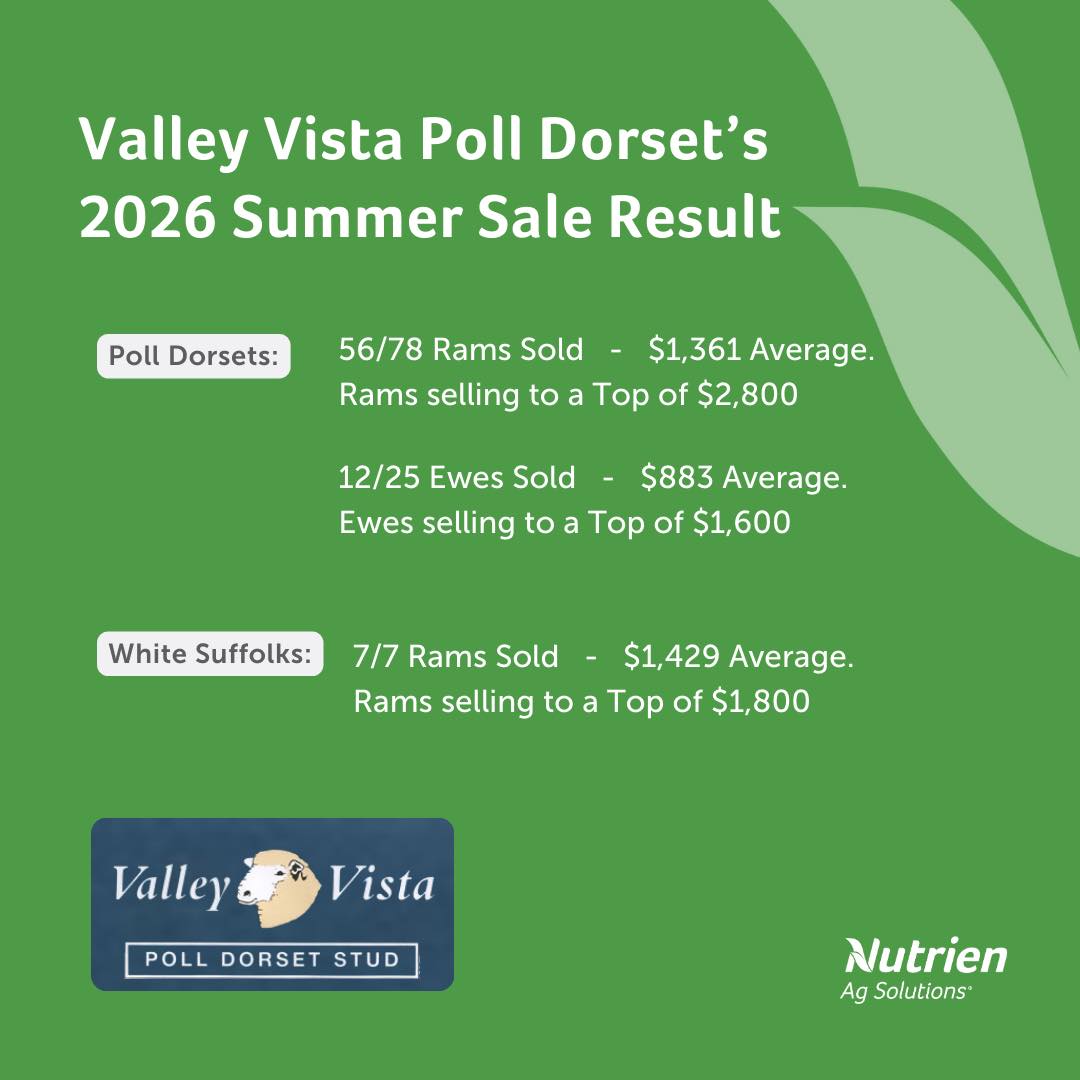 Valley Vista Poll Dorset Stud | Coolac NSW