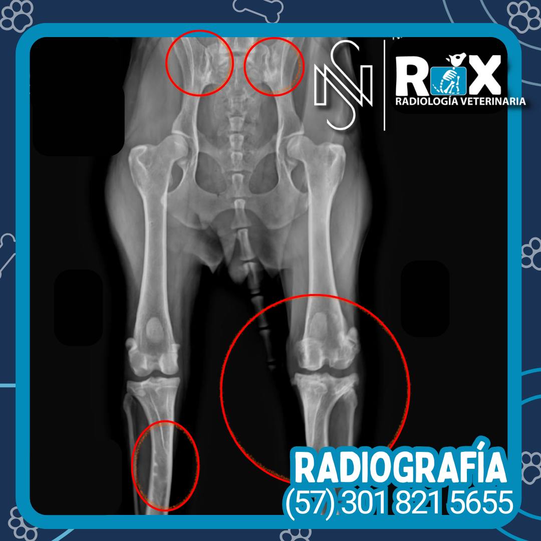 RX Veterinaria