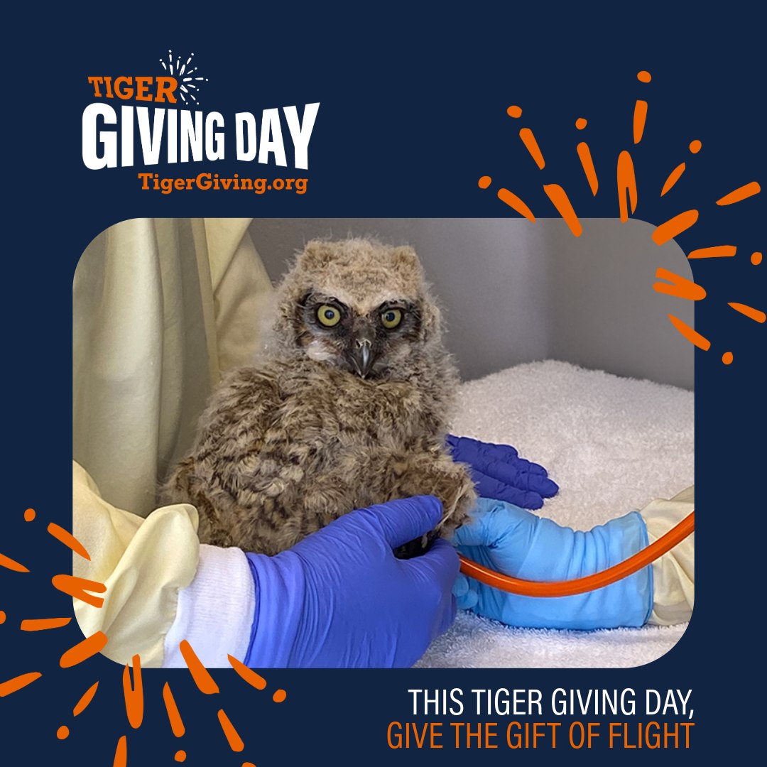 Auburn - 🦅Every year, over 200 wild raptors arrive at our hospital ...