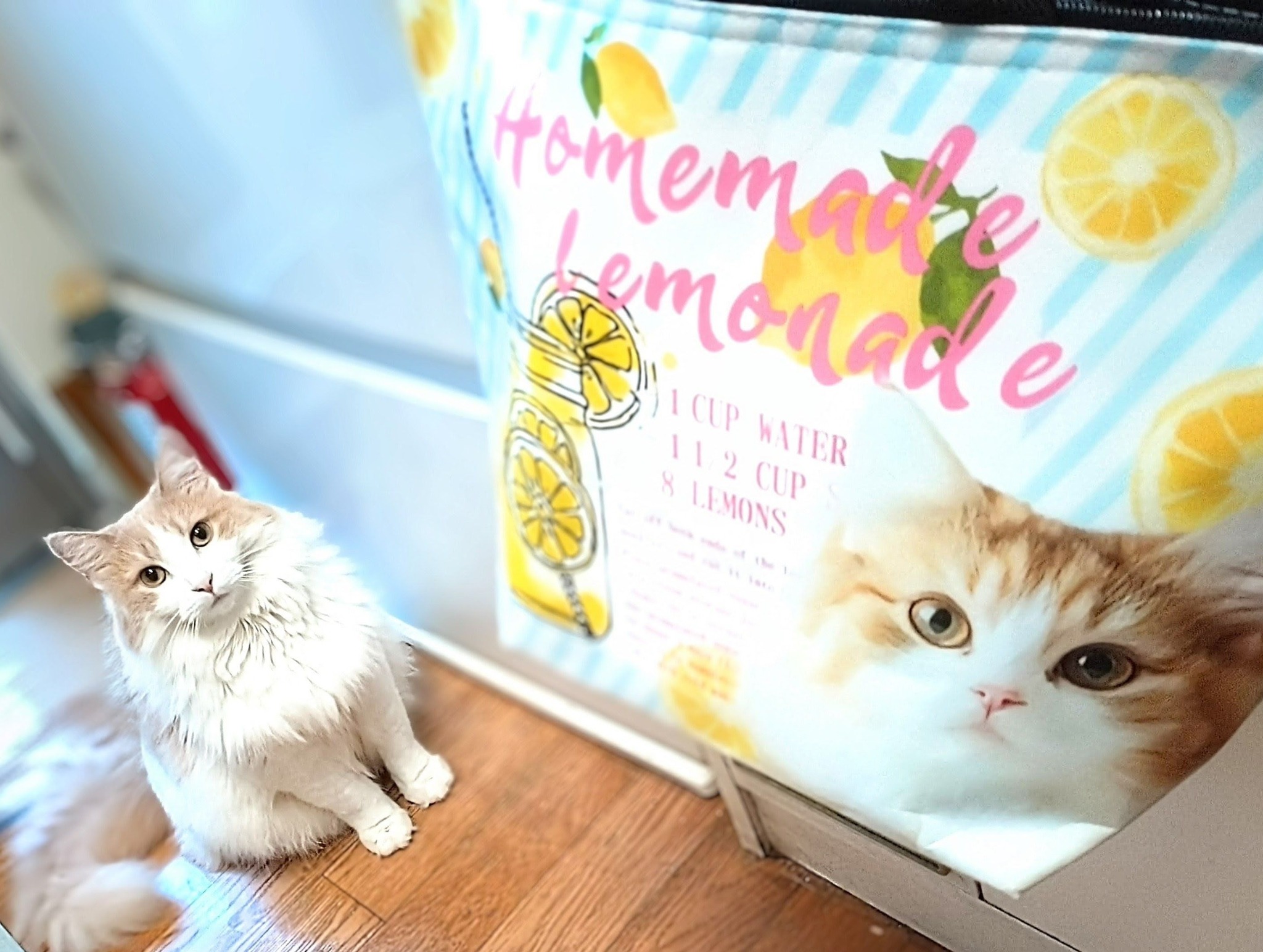 キレイなお手手ないないからの ツチノコ寝😆 猫って本当に変幻自在✨