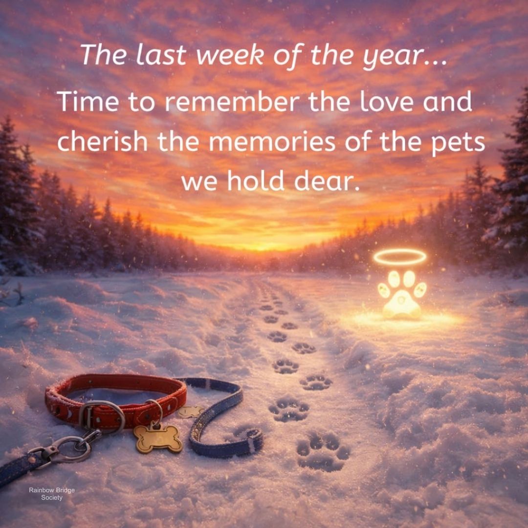 The last week of the year is... - Rainbow Bridge Society | Facebook