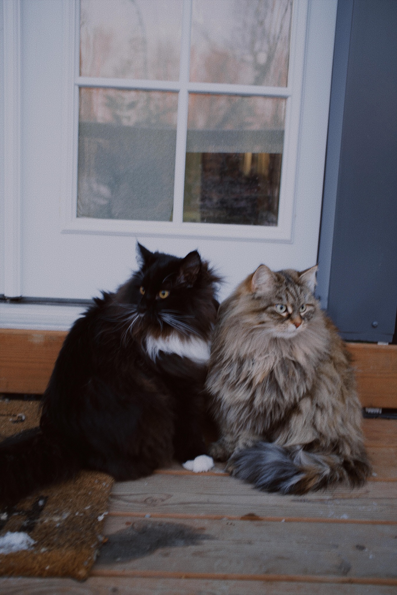 Ranch House Cats
