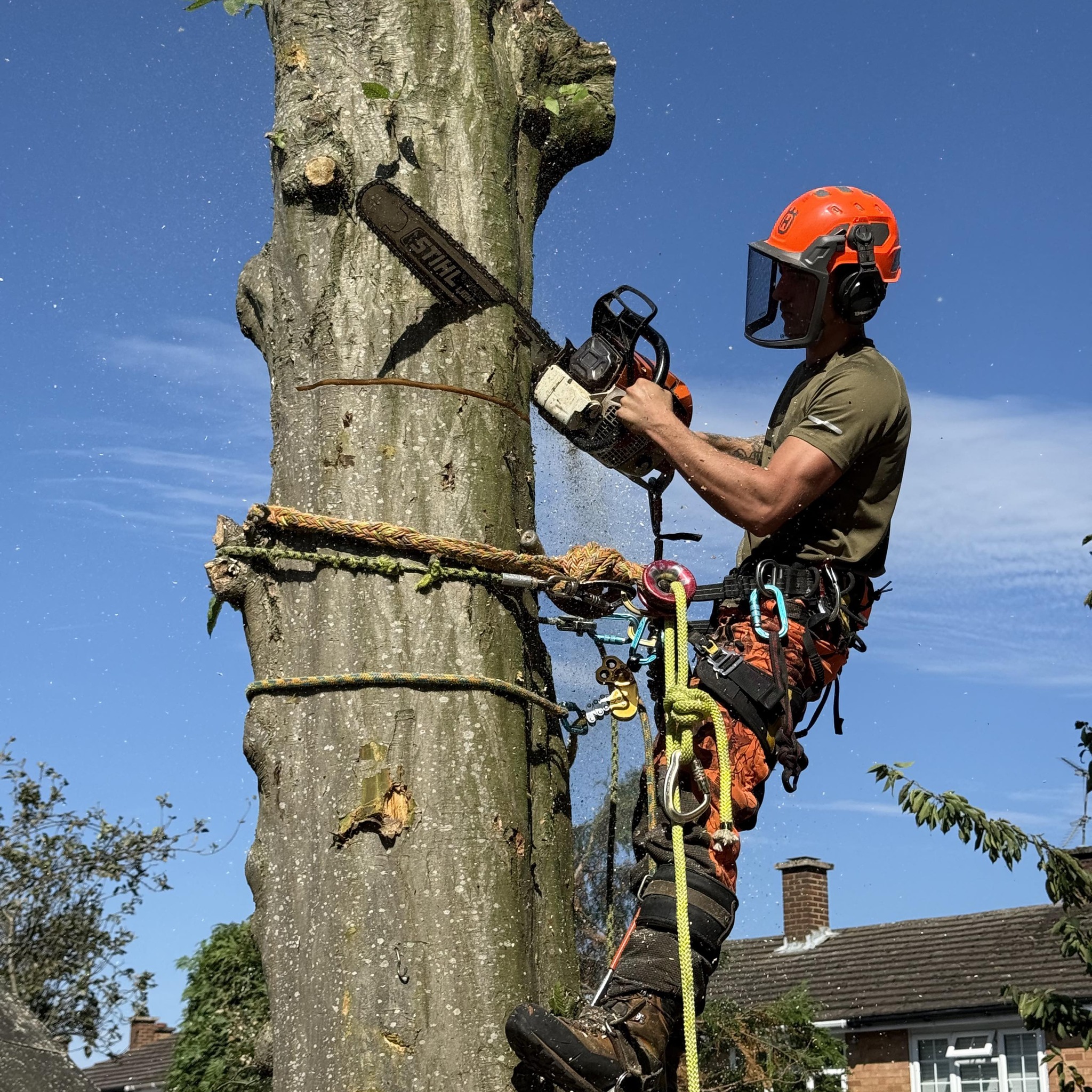 The Tree Barbers
