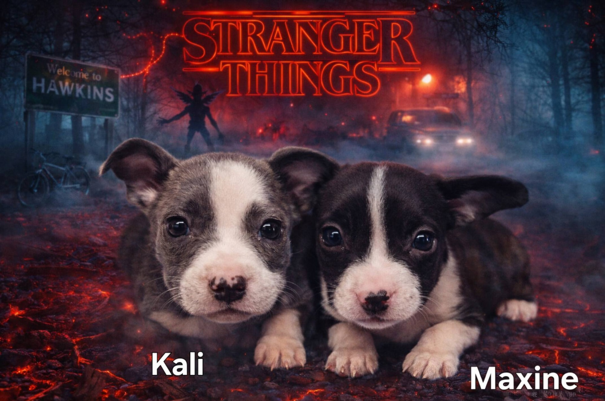 The Stranger Things Pups!... - Pawsome Rescue Project Inc. | Facebook