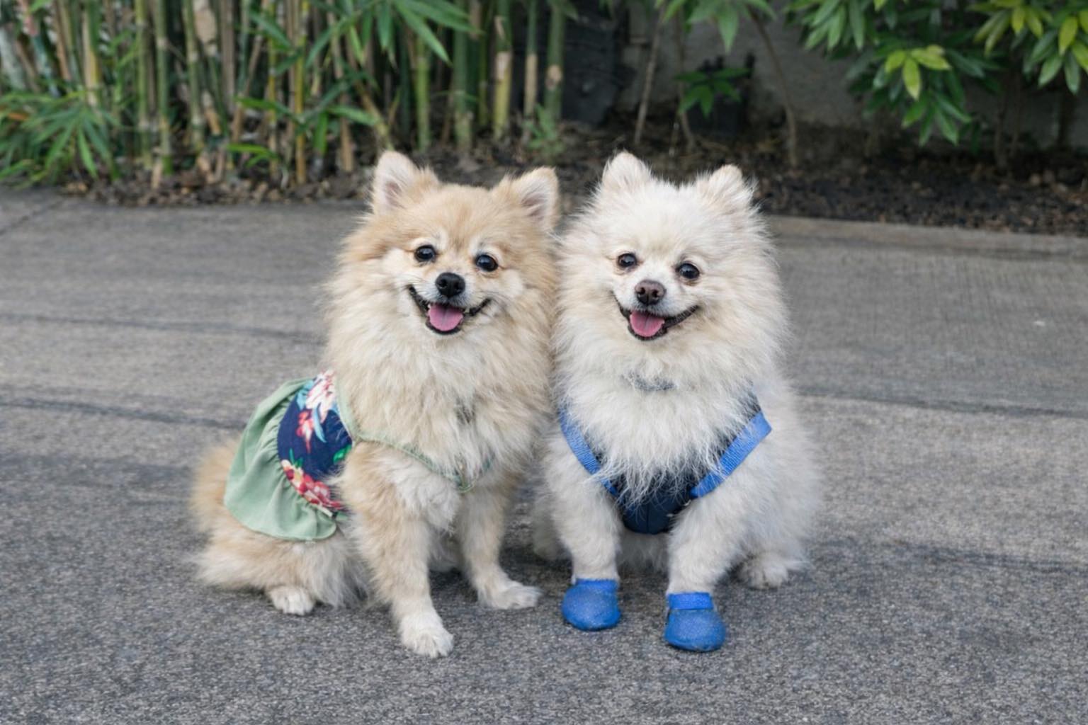 Mocha and Potchie