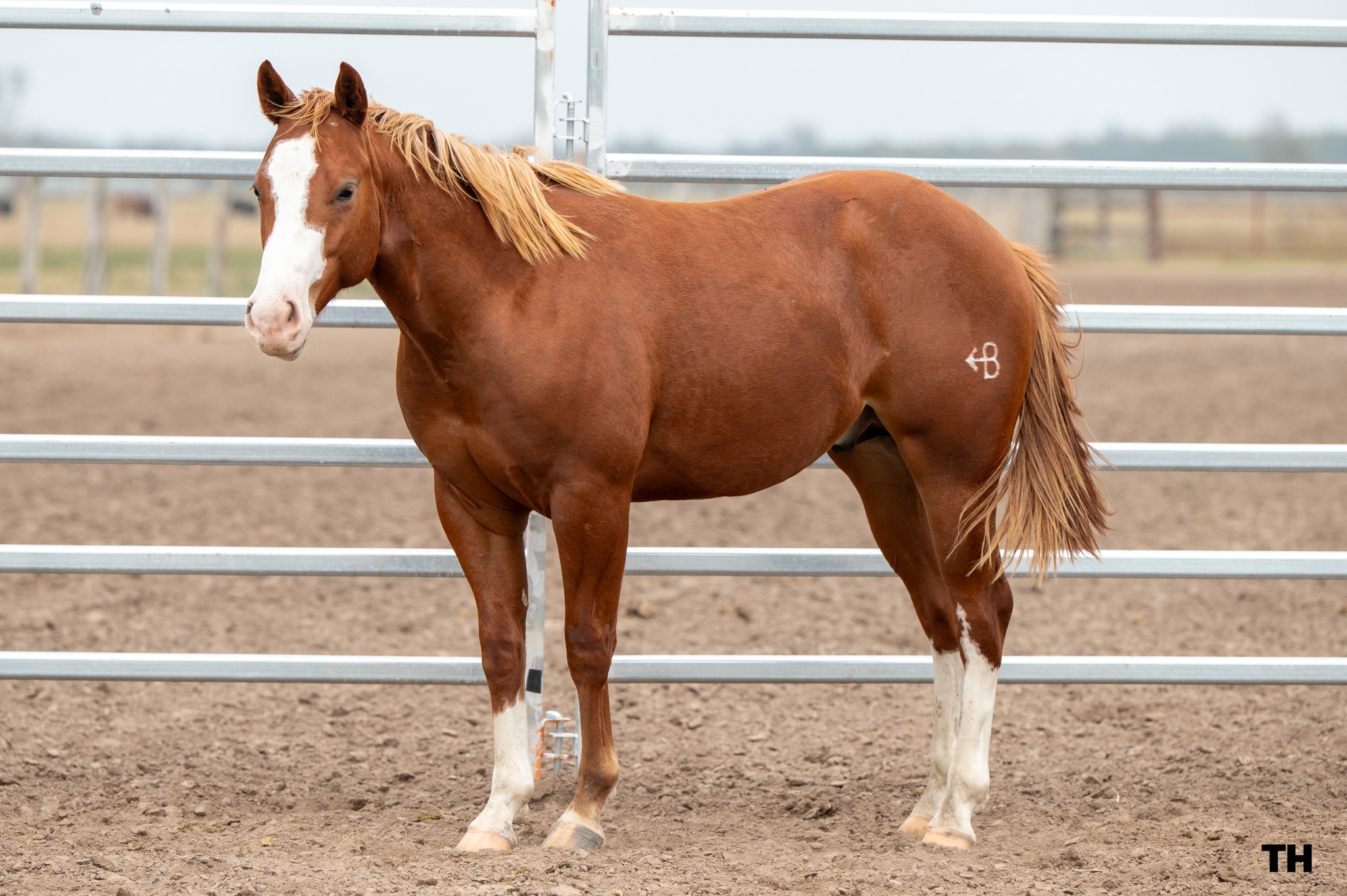 Arrow B Ranch &... - Arrow B Ranch & Performance Horses