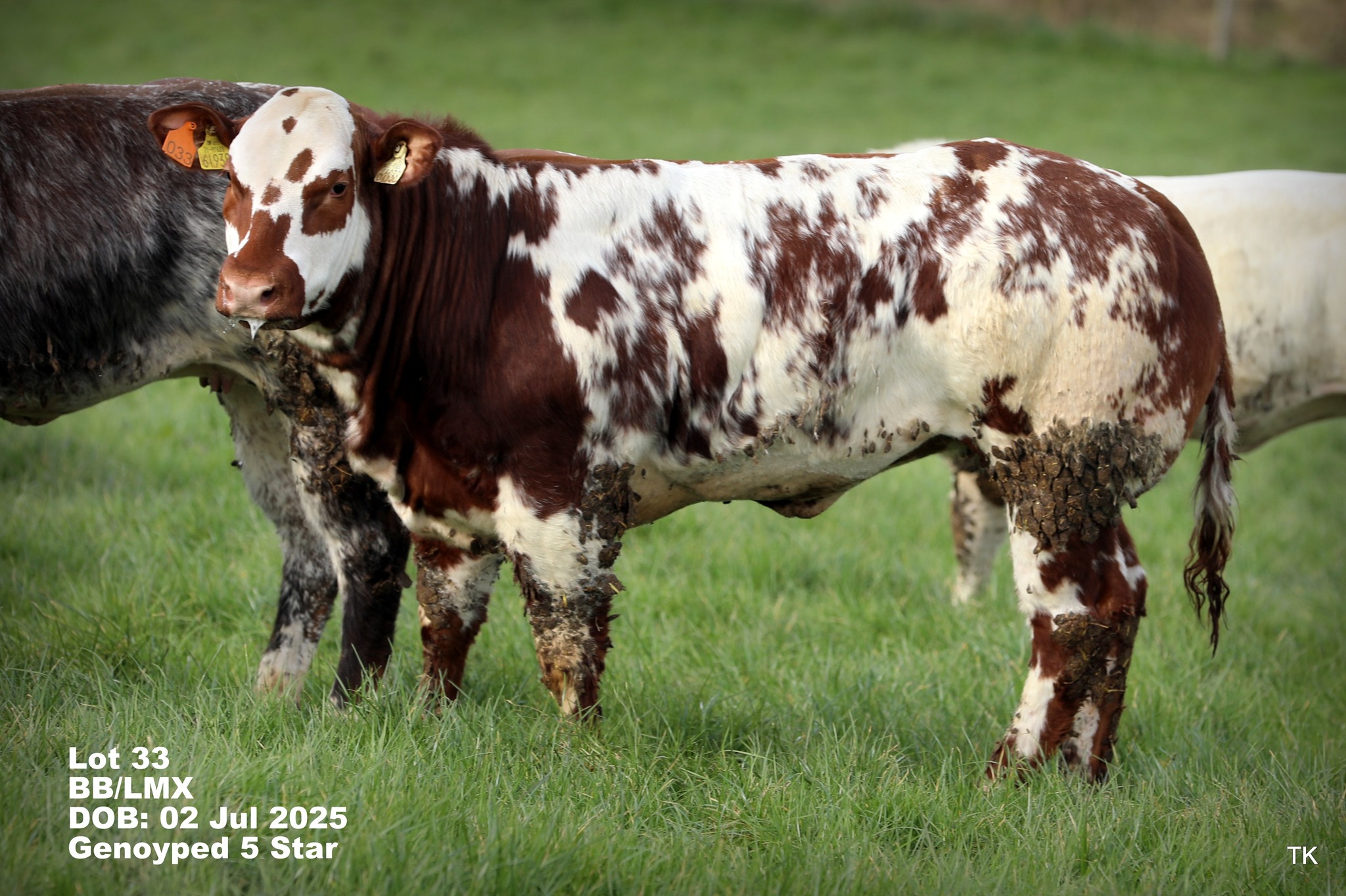 💥 𝗝𝗶𝗺 𝗛𝗲𝗲𝗿𝘆'𝘀 Annual Homebred Weanling 𝗛𝗲𝗶𝗳𝗲𝗿