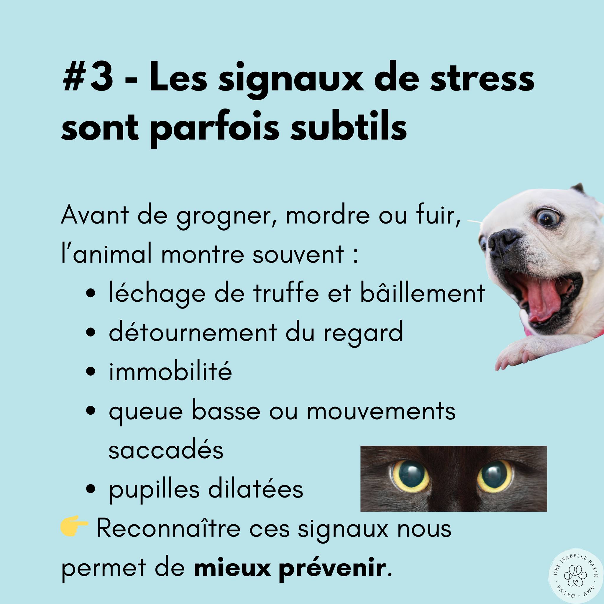 Les Compagnons du Nord - Promenades canines et visites à domicile