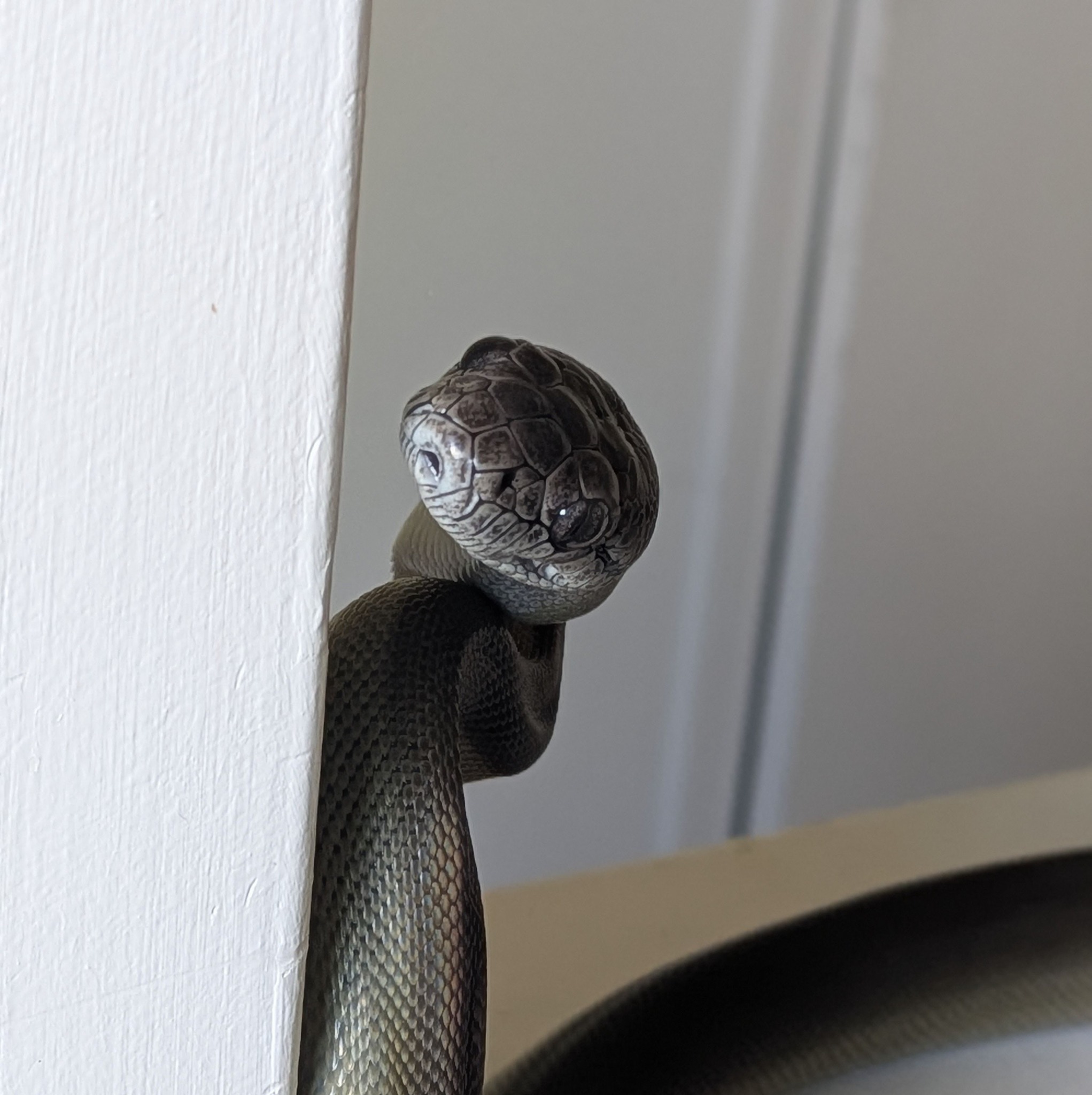 Monitor Lizards and All Things Reptiles | Does anyone know of anyone ...