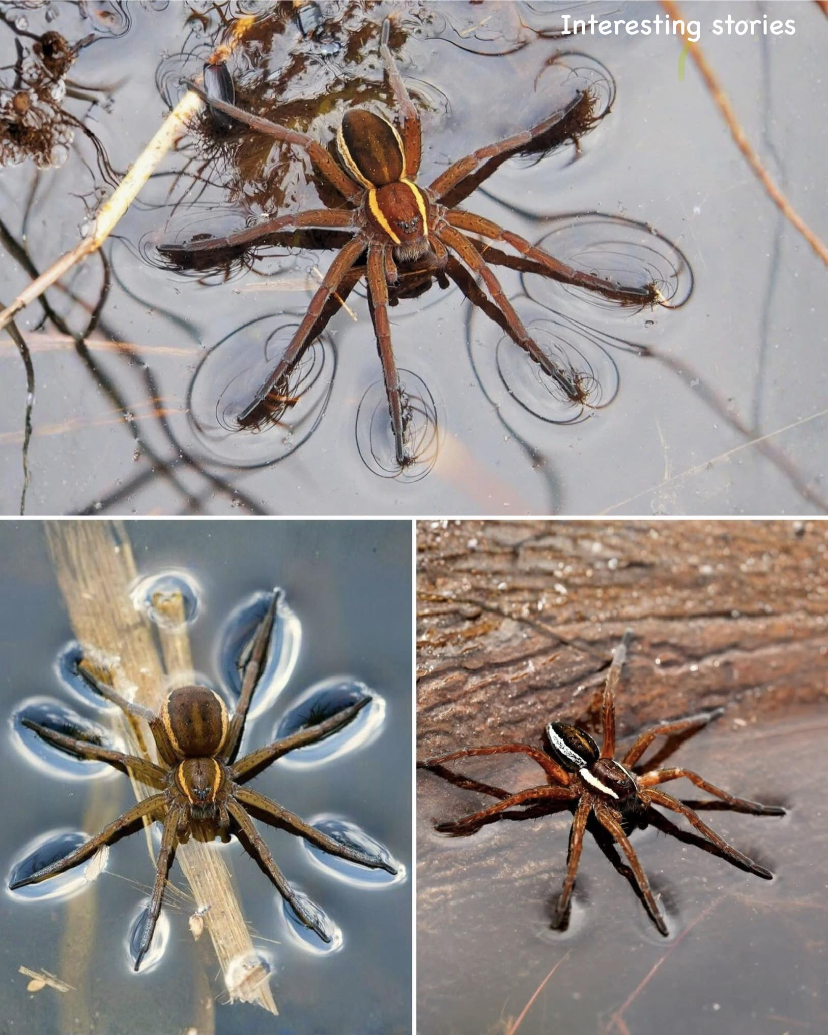 Animals and Nature | Meet the Raft Spider — the Spider That Walks on ...