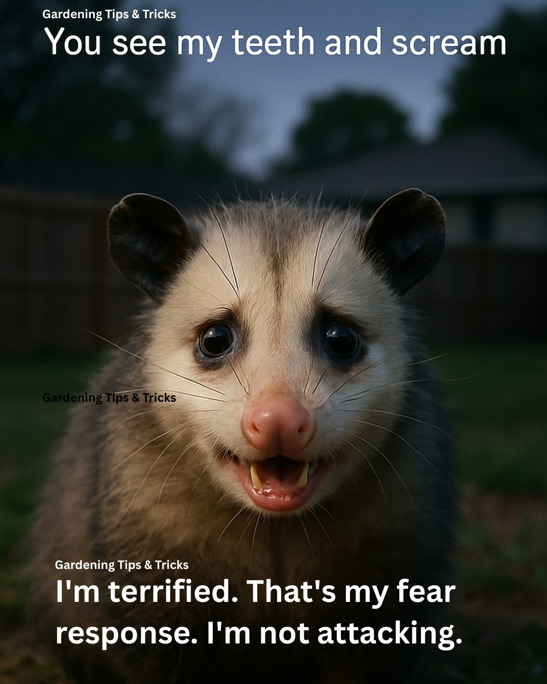 Gardening - I'm North America's only marsupial. I've been here 70 ...