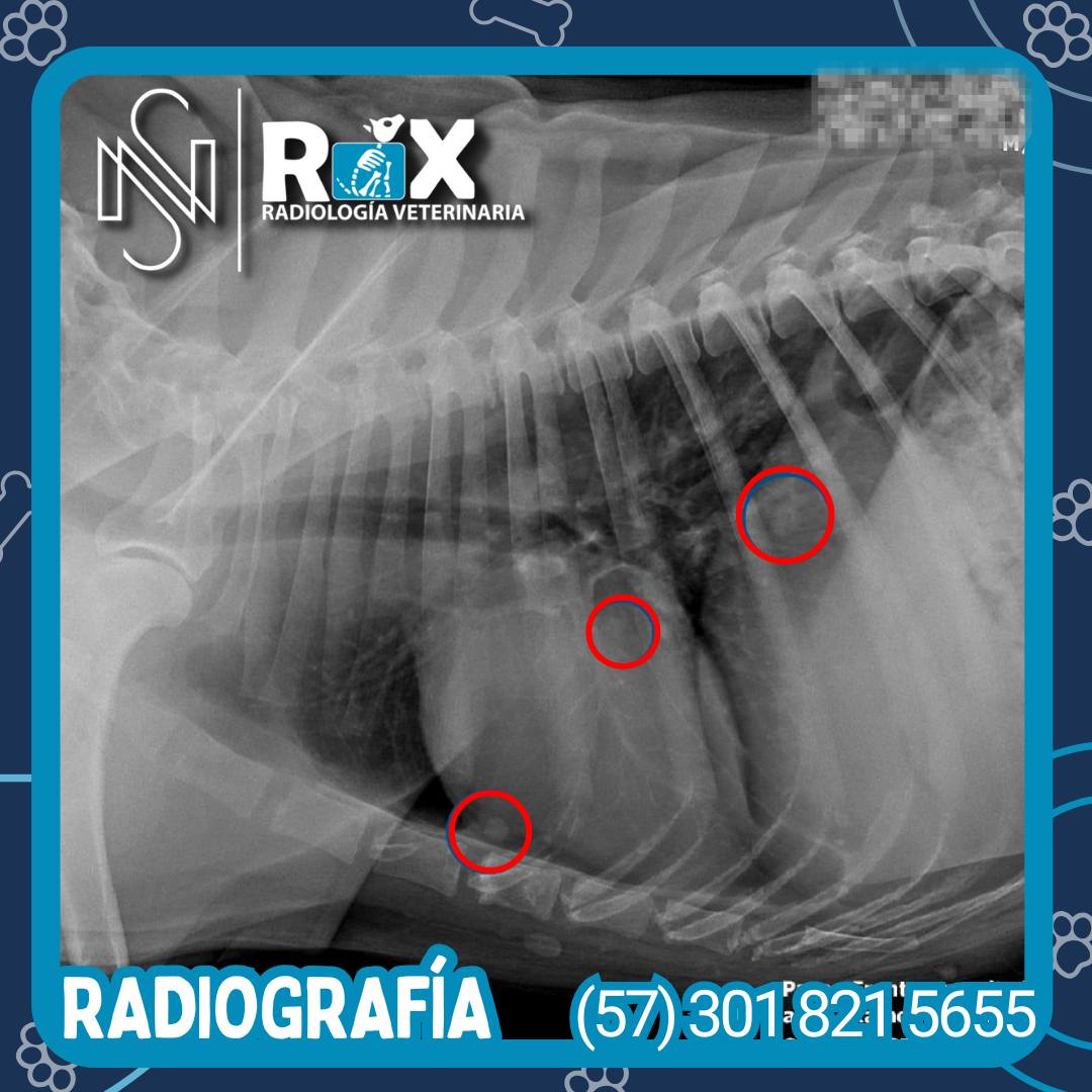RX Veterinaria