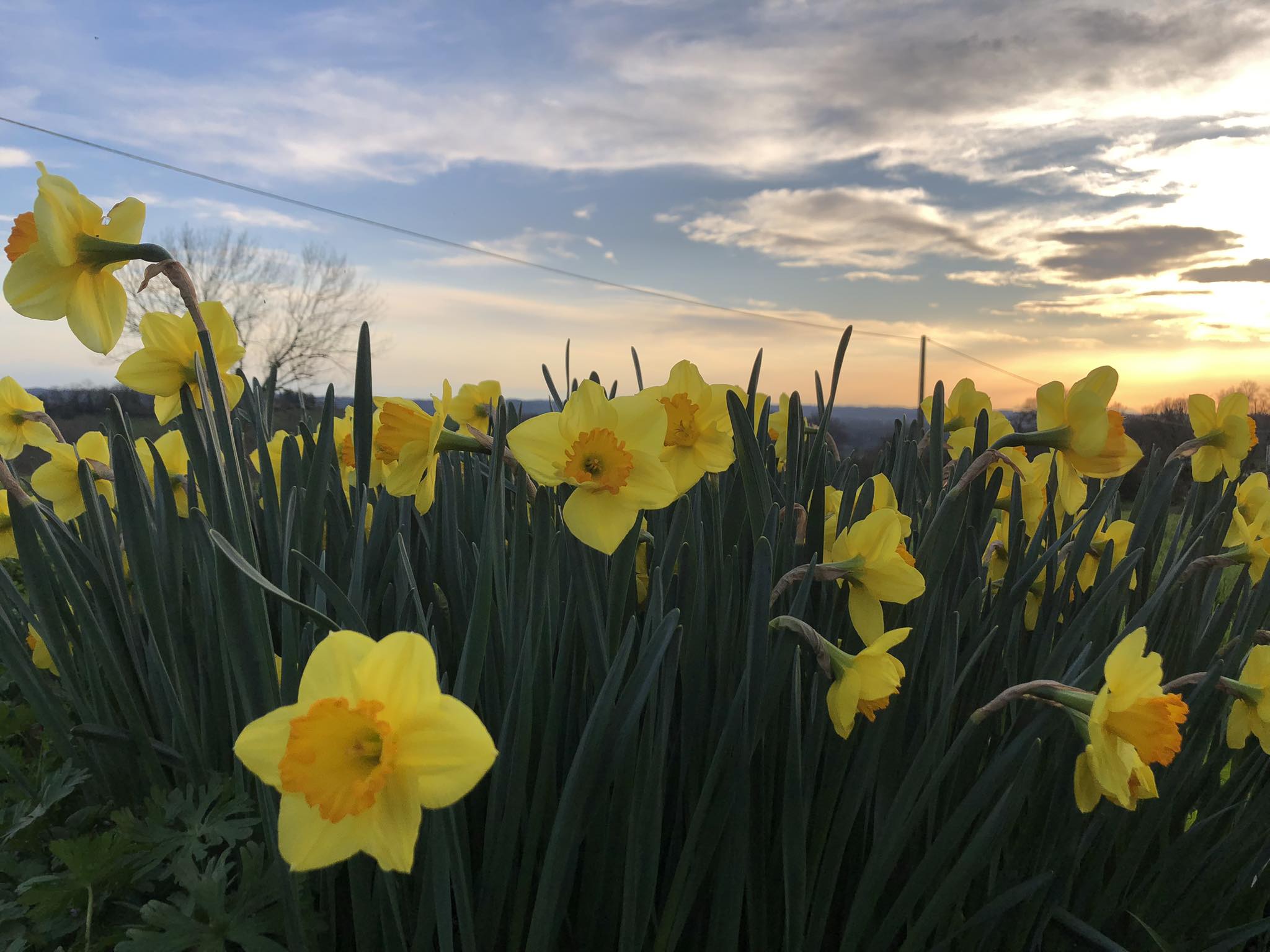 Lasserre en Fleurs | Morlanne