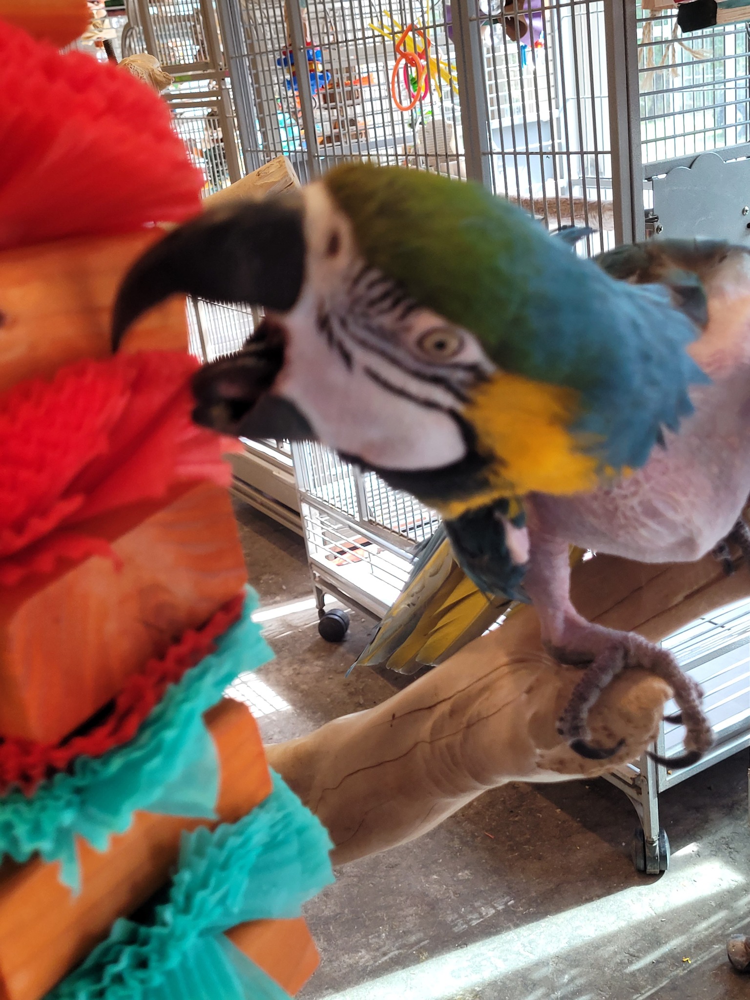 Photo inspiration: Gallery Detail: A Helping Wing Parrot A Helping Wing Parrot Rescue