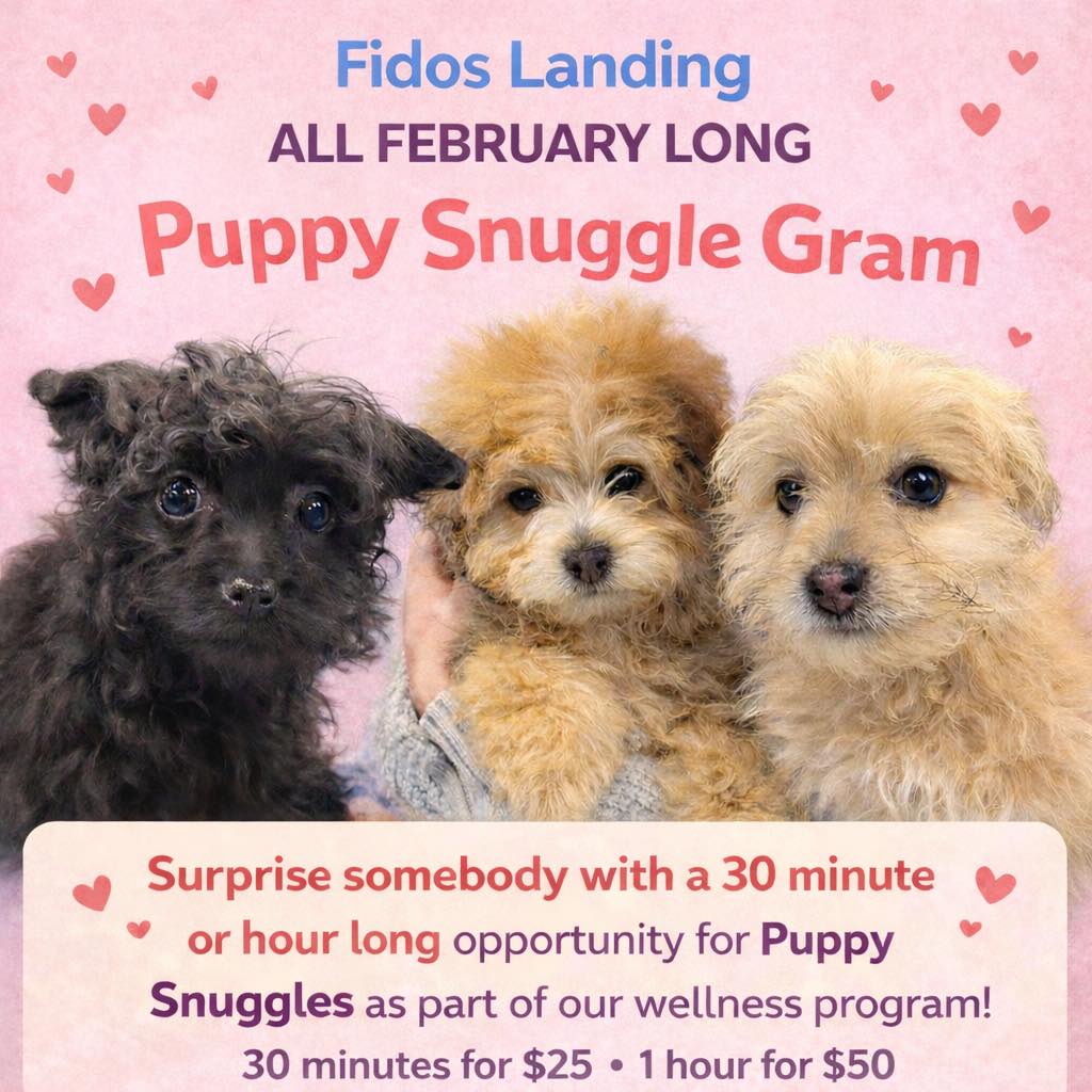 Fido's - 💌 Puppy Snuggle Grams are here! 🐾 All February long, Fidos ...