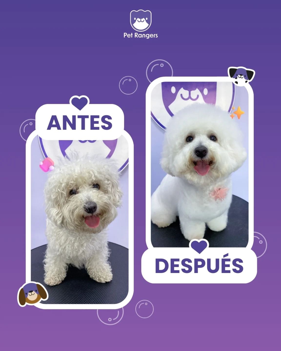 Pet - Miren este increíble antes y después 😍. Un buen baño no solo deja ...