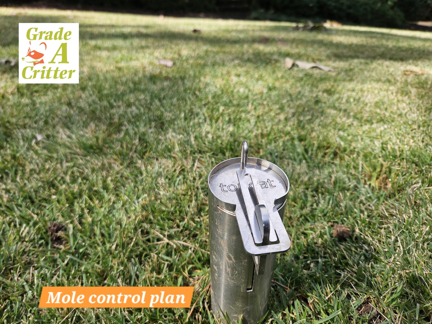Grade A Critter - 🌿 Moles Tearing Up Your Lawn? 🌿 While... | Facebook