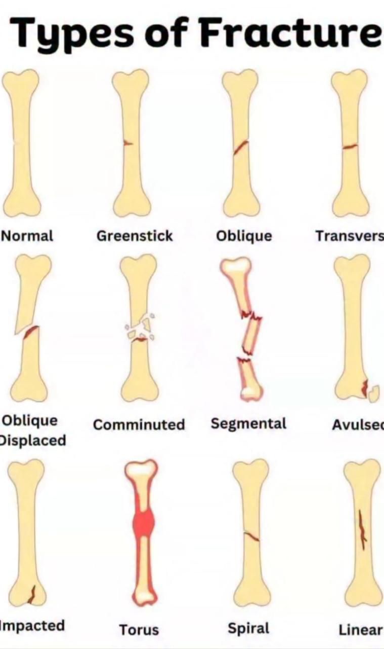 Human Anatomy Group | Facebook