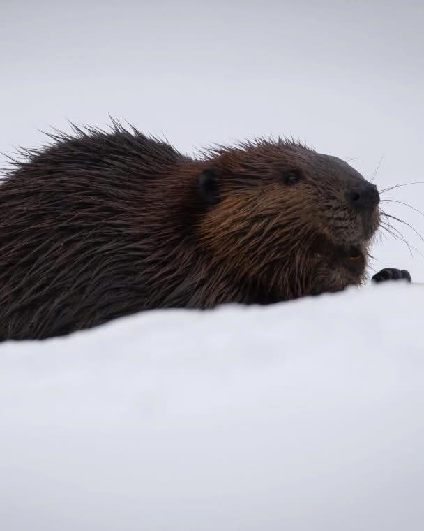 Protection - 🦫 Le castor est le plus gros rongeur d’Amérique du Nord ...
