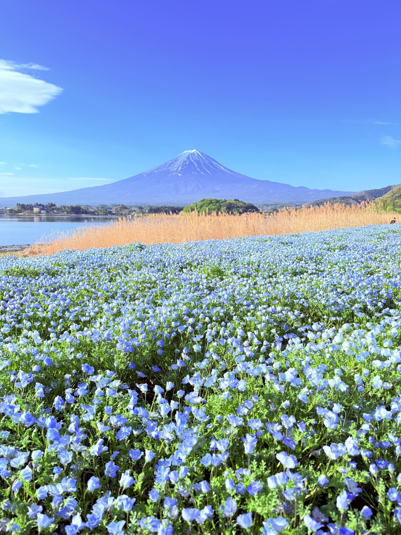 2026.4.22. 7時5分 山梨県富士河口湖町大石公園