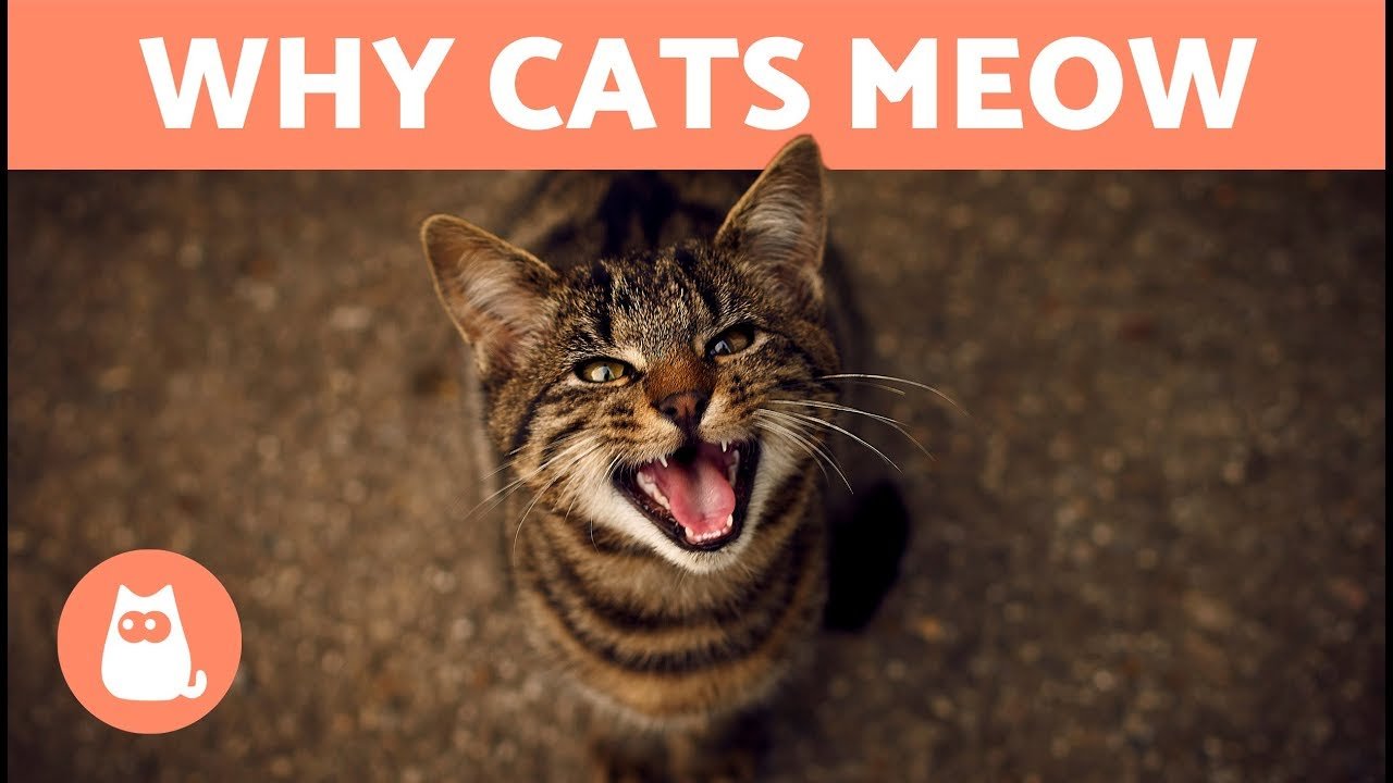 Excellent - “Ever wondered why cats and kittens meow so much? 🐾😺 It’s ...
