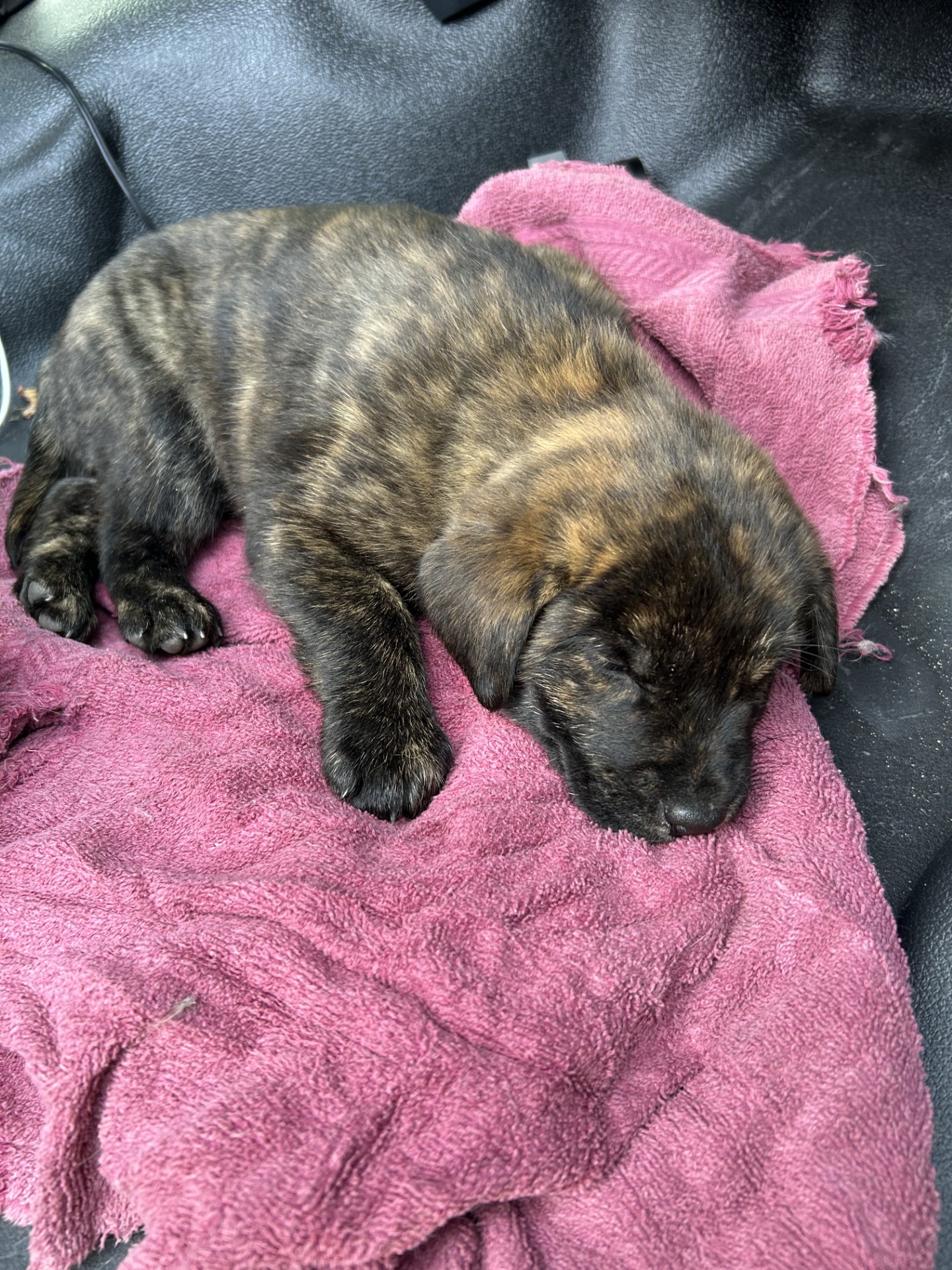 Lost brindle mastiff lab mix puppy in Tampa 