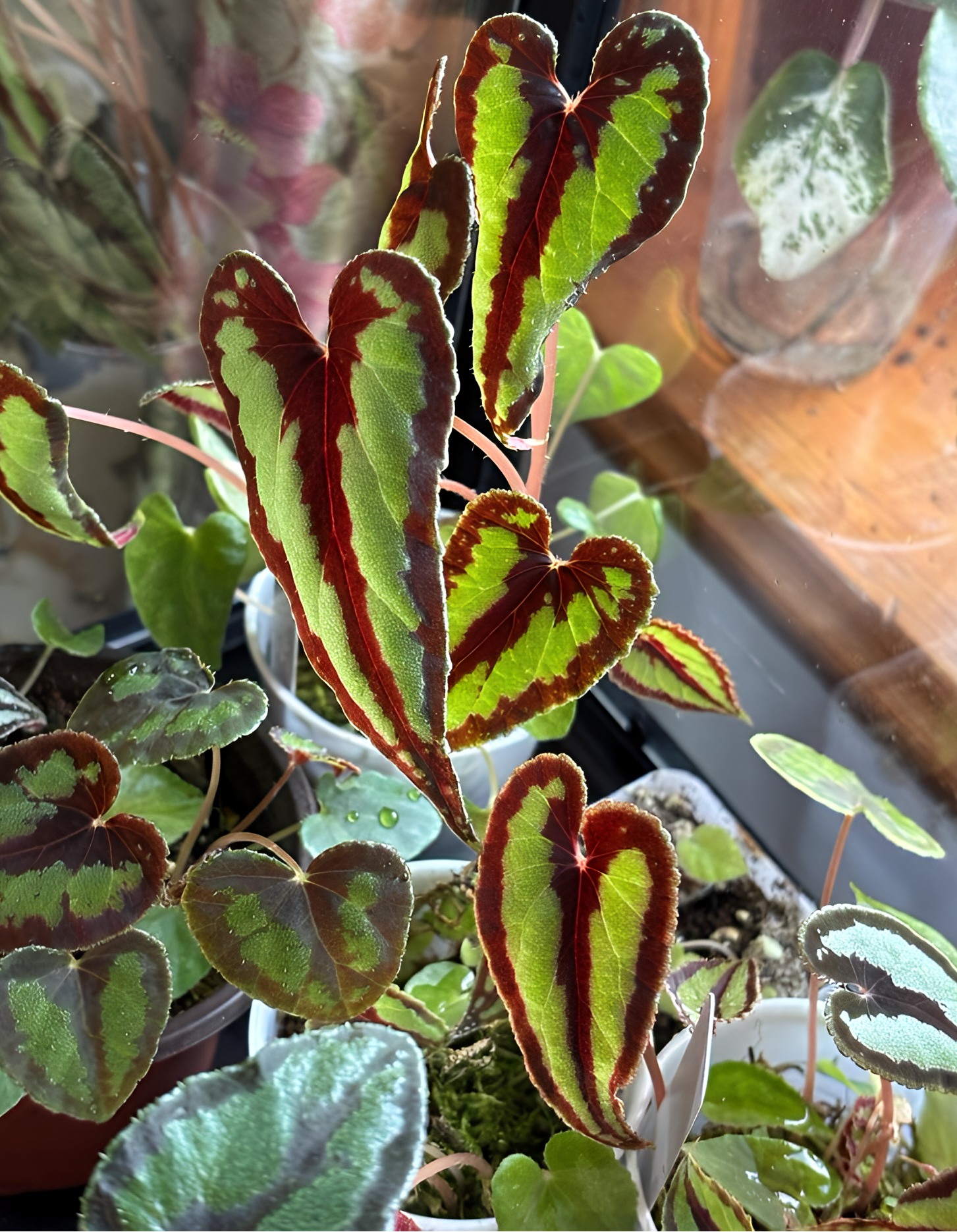 Begonia wiformis, a slow-growing species from Vietnam