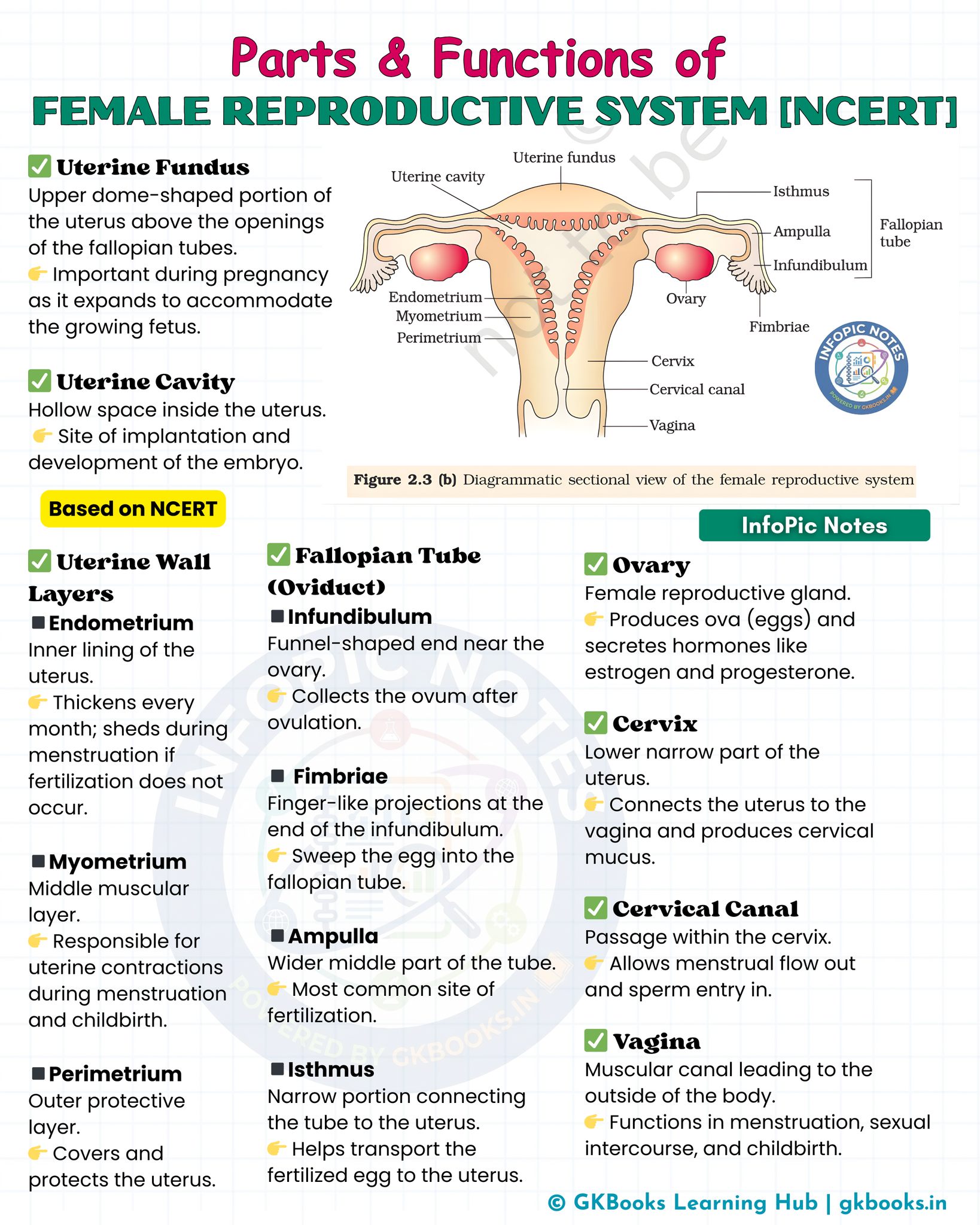 InfoPic Notes - Female Reproductive System 🌸 The female... | Facebook