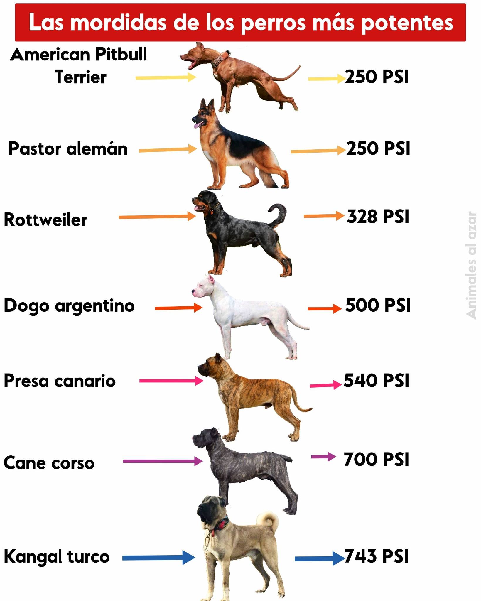🦷⚠️ Las mordidas de los perros más... - Animales al azar | Facebook