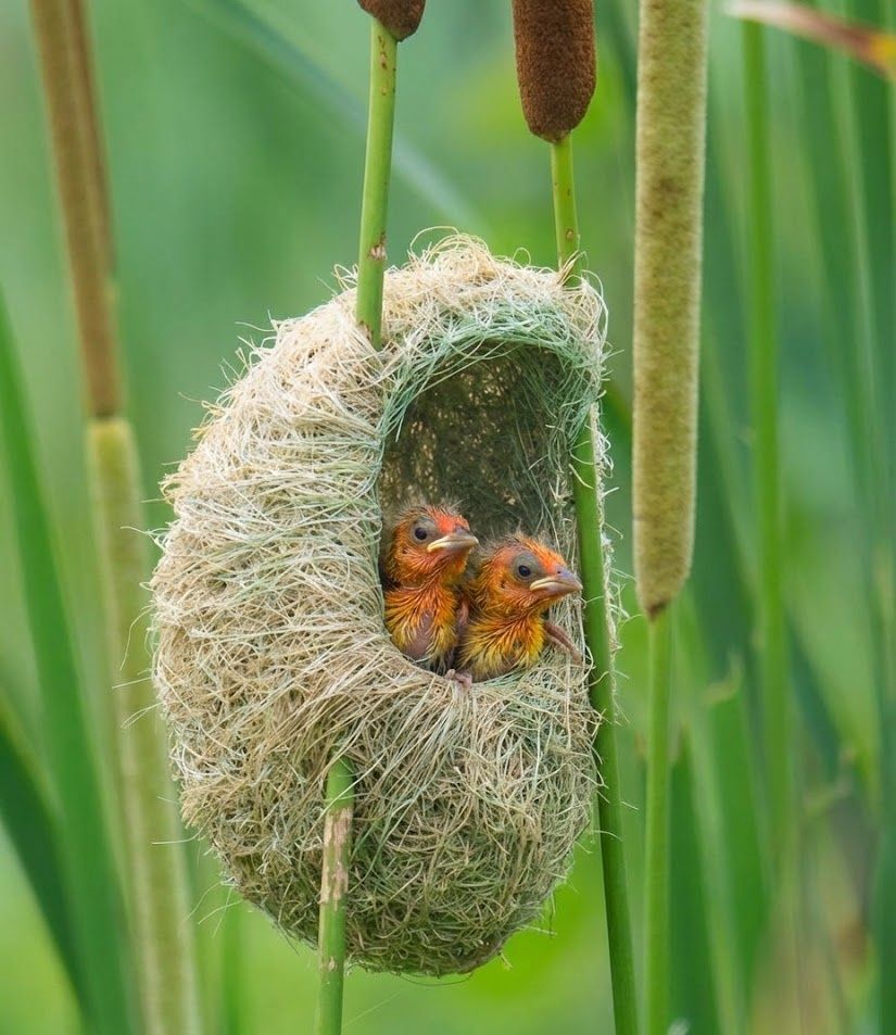 Nature - So amazing nest | Facebook