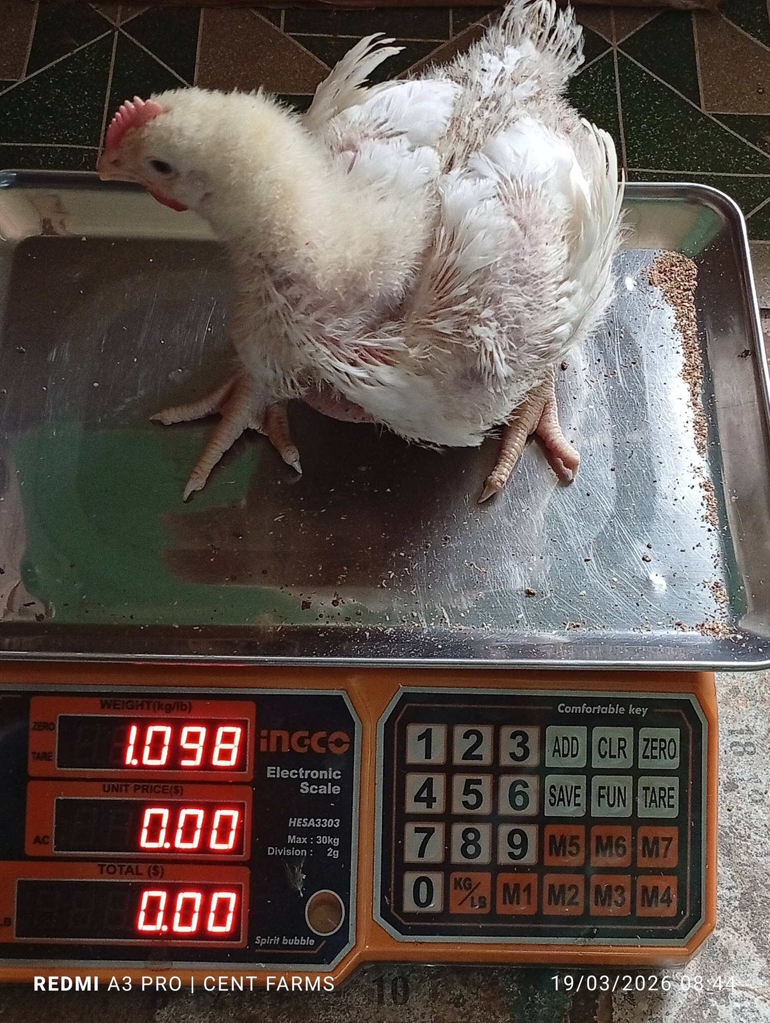 Rate performance of 3 weeks old Ross 308 broilers?