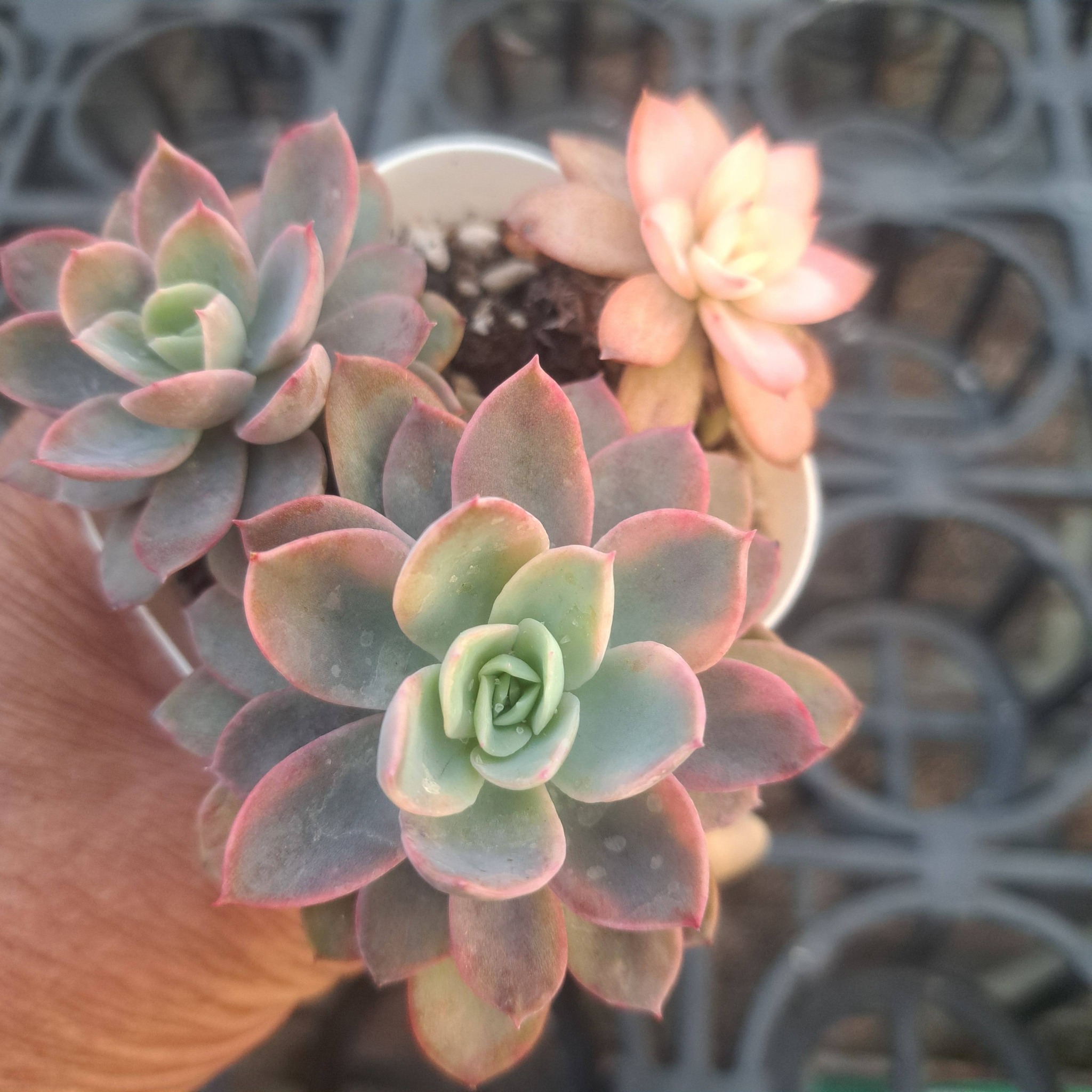 愛錦特區上架，穩根渡夏錦肉販售，一物一拍，植物名稱若有錯，以照片為