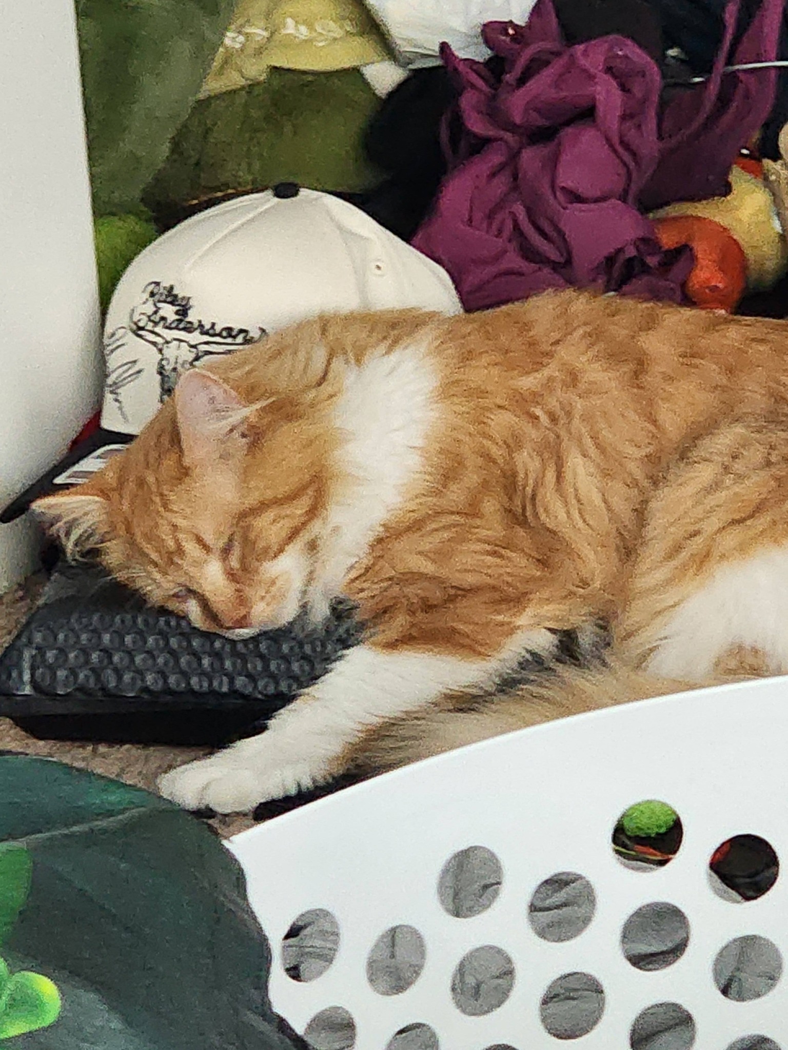 Have you seen Taco, an orange male tuxedo tabby cat in Leesburg, GA?