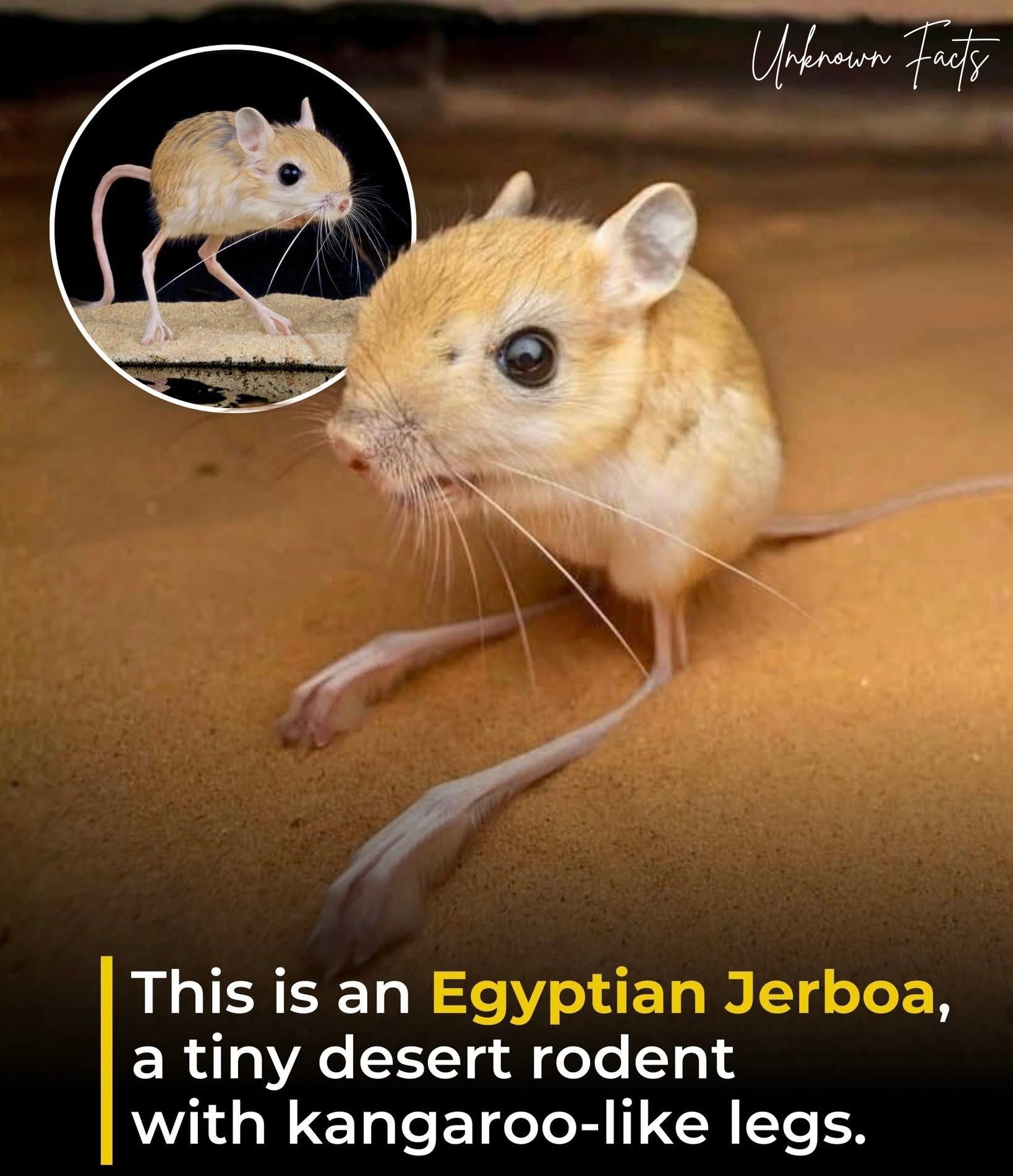 Lesser Egyptian jerboa at Smithsonian's museum reminds of Muad'dib