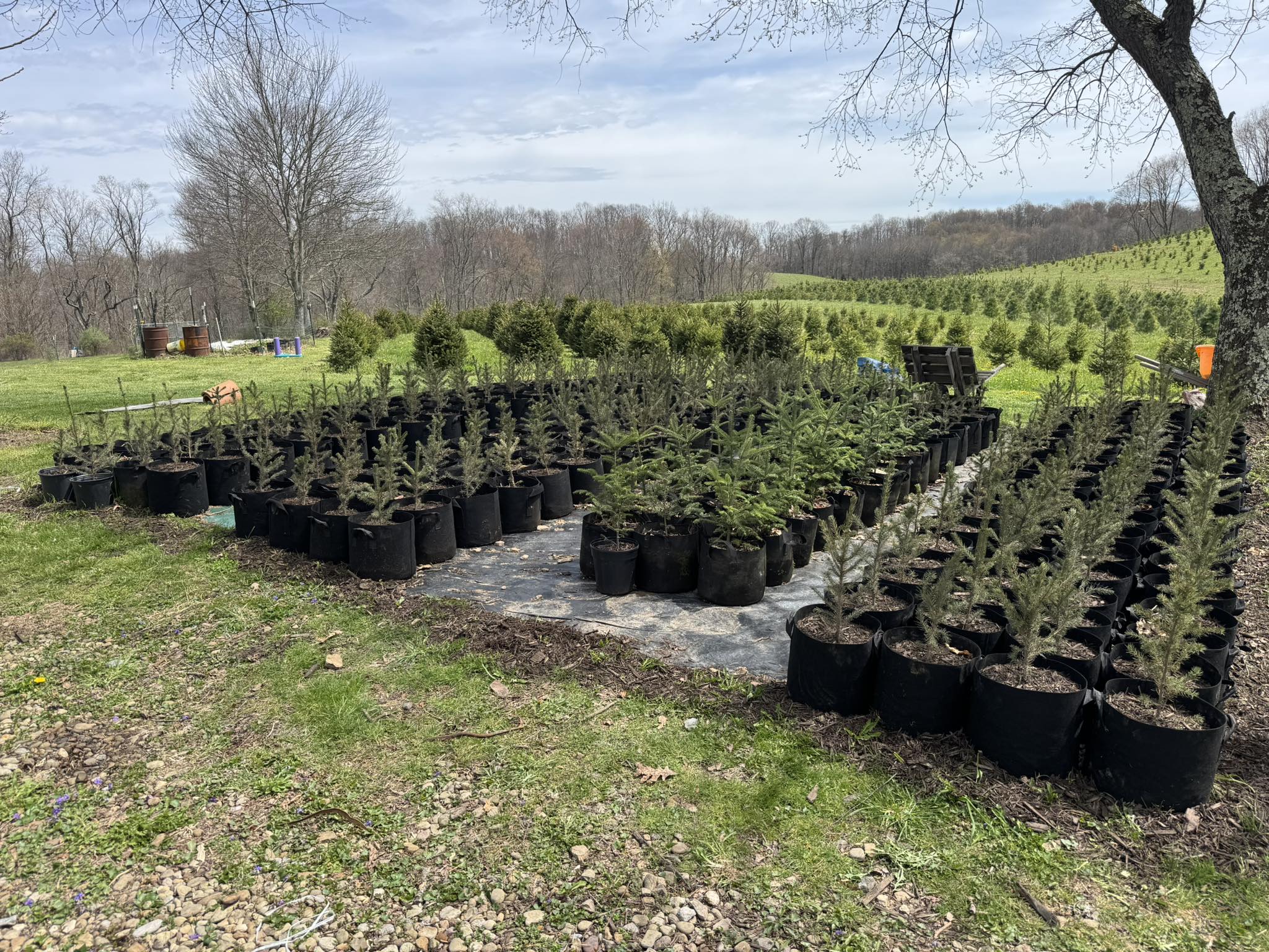 Elliott’s Tree Farm and Sales | Butler PA